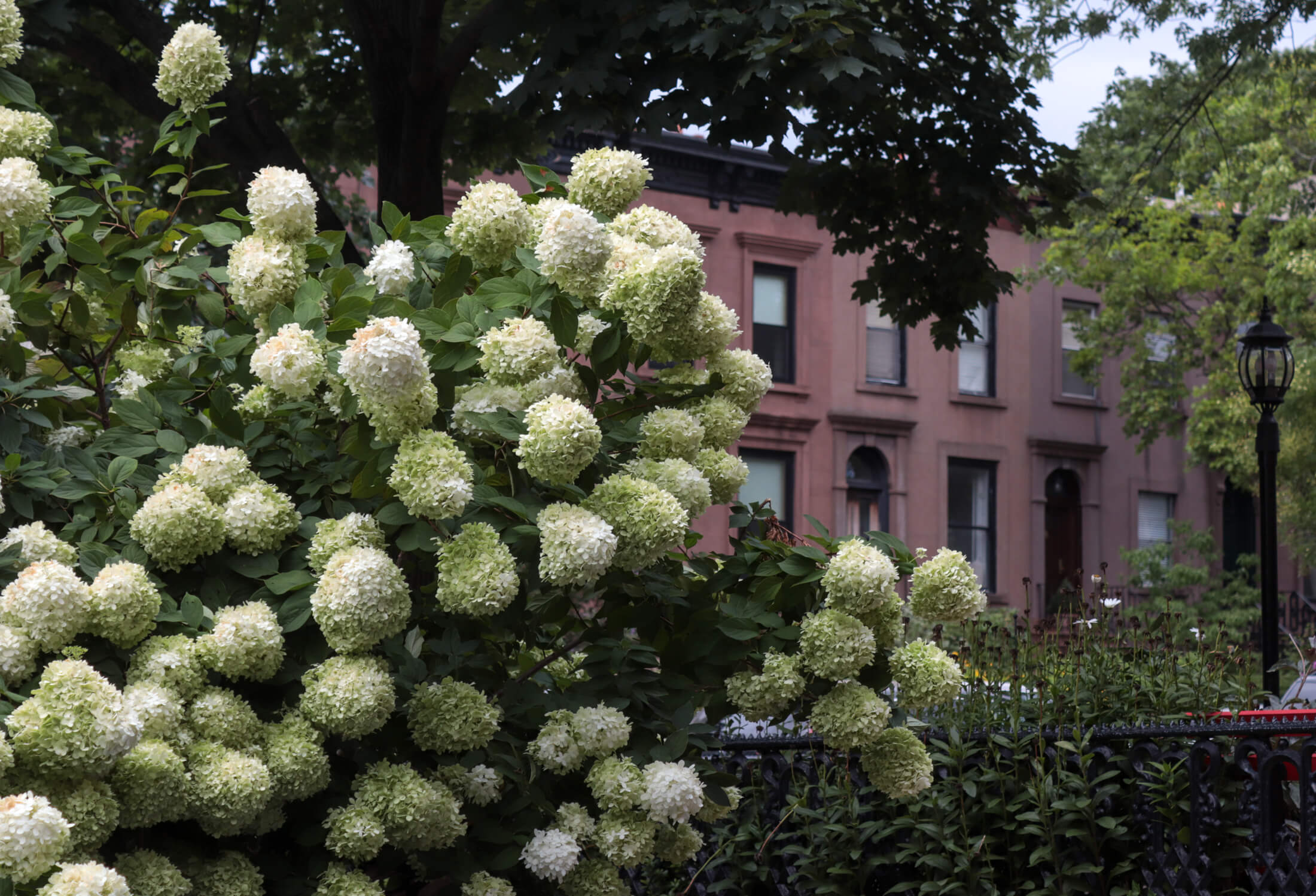 hydrangeas in carroll gardens
