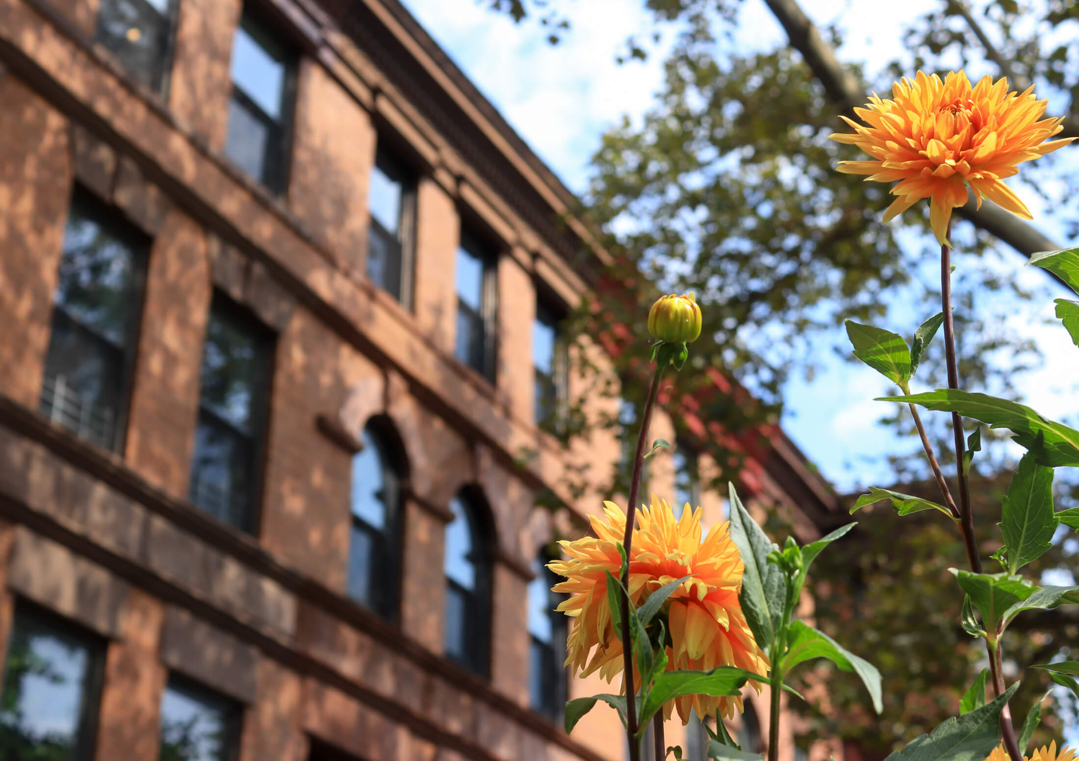 flowers in bed stuy