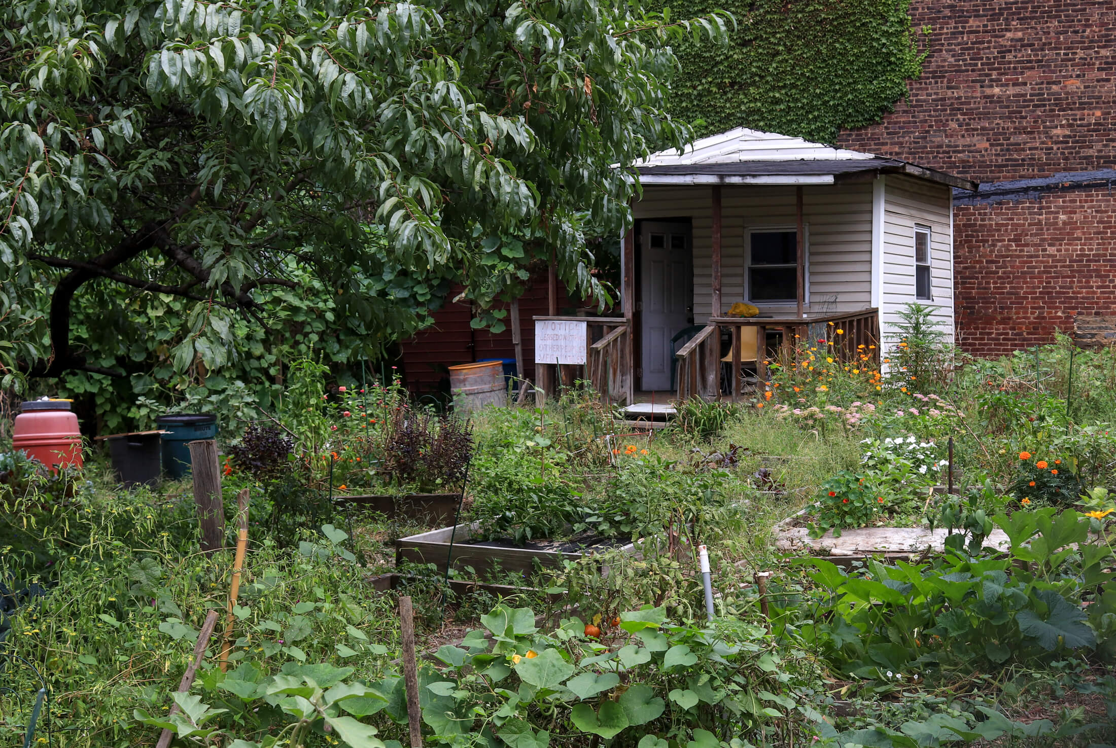 community garden in ocean hill