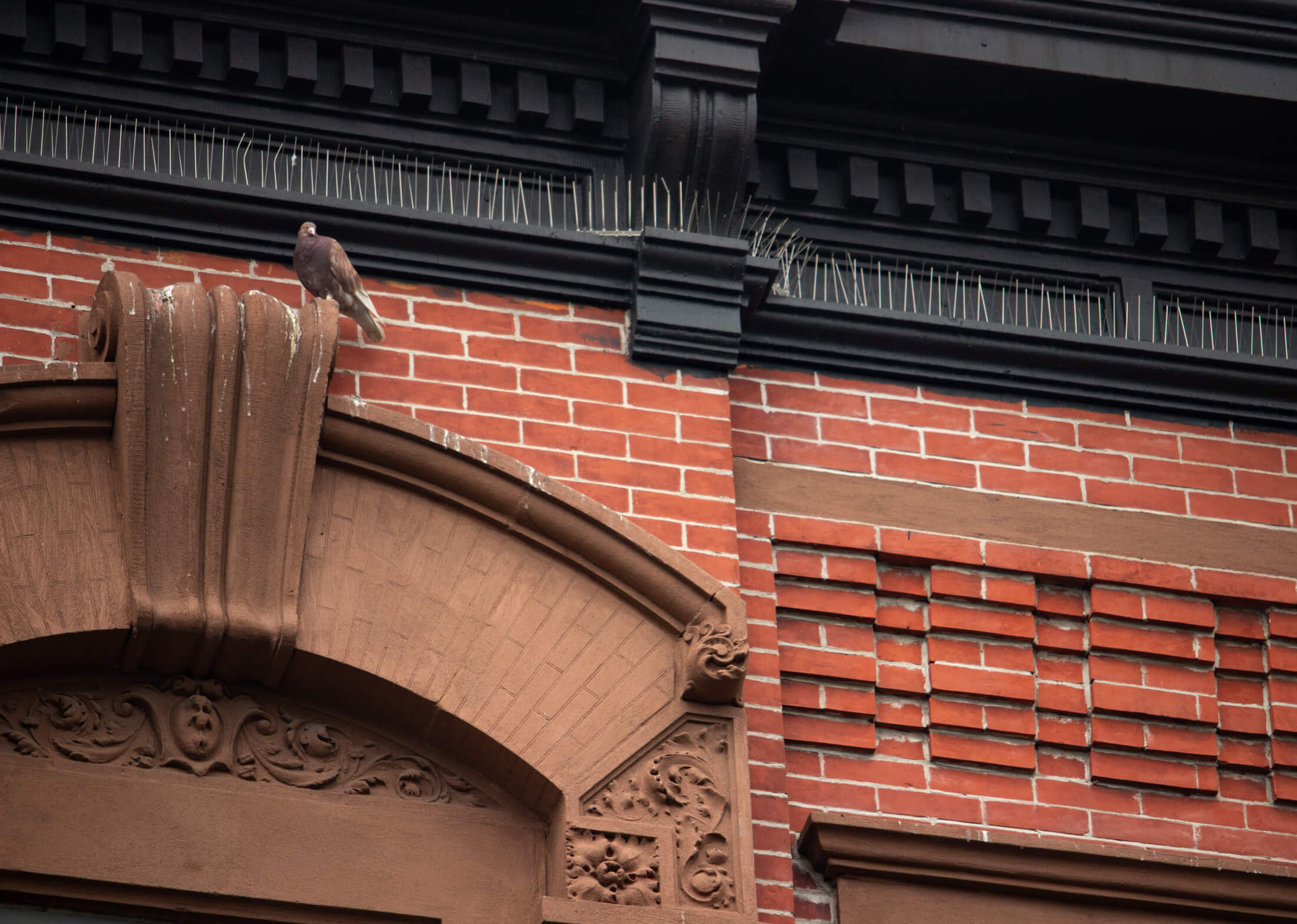 pigeon on a lintel