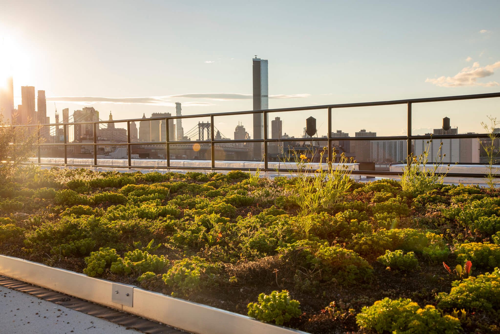 green roof