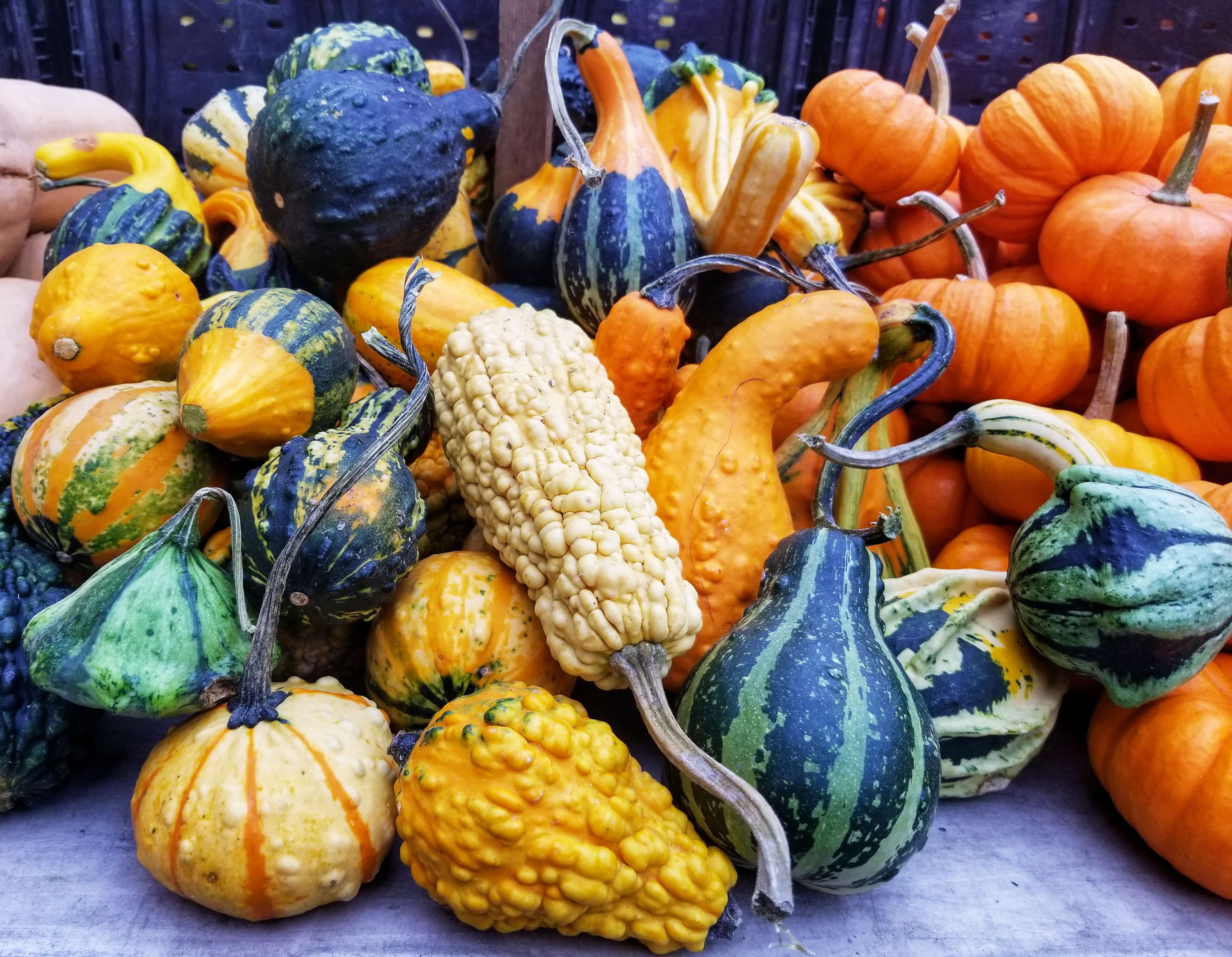 gourds