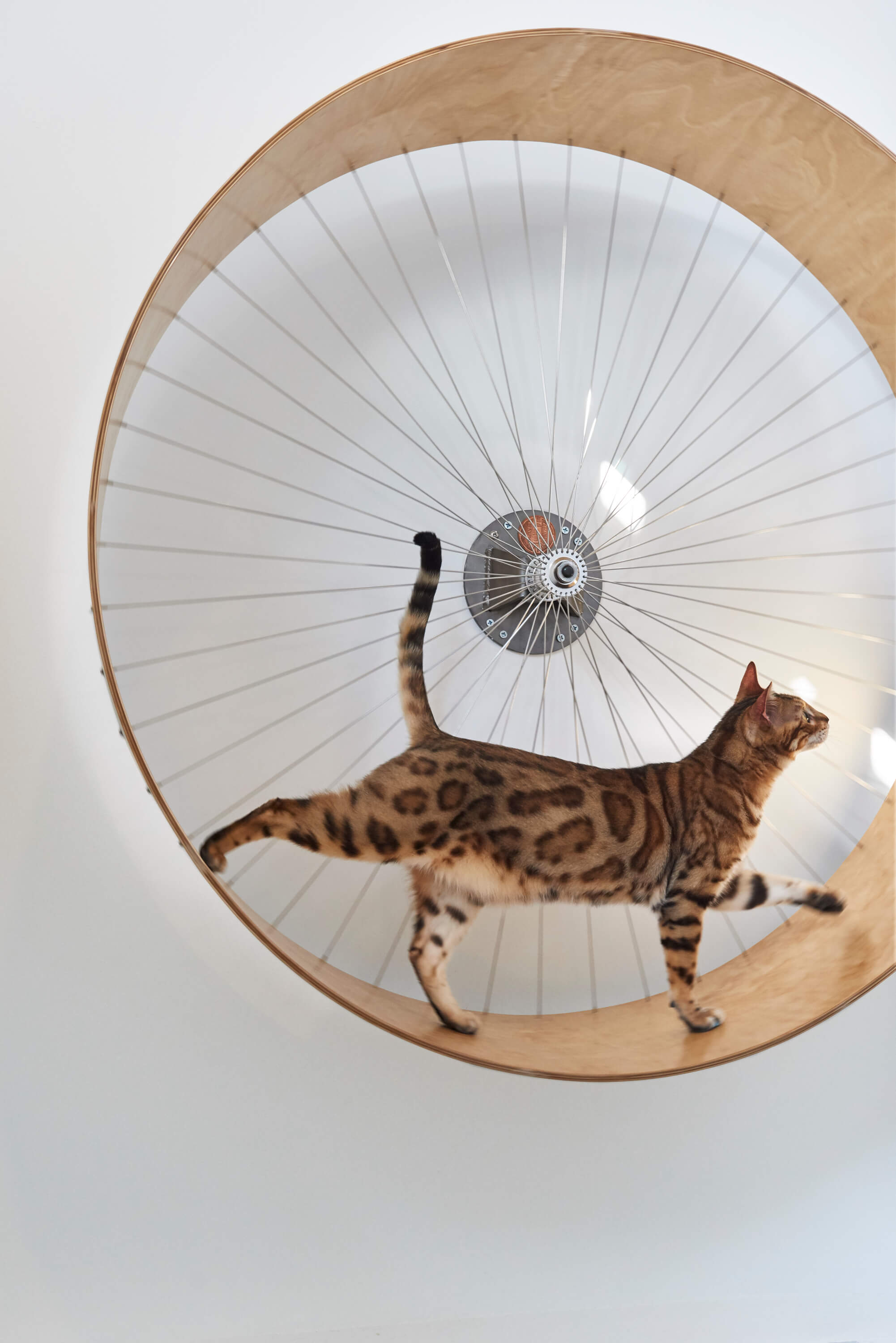 Brooklyn cat exercise wheel