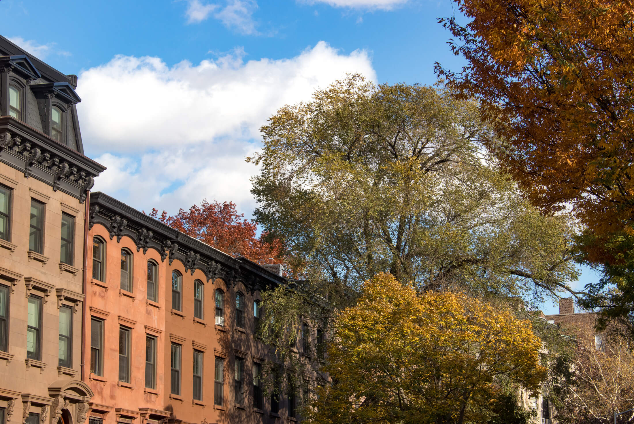 buildings in prospect heights with fall trees