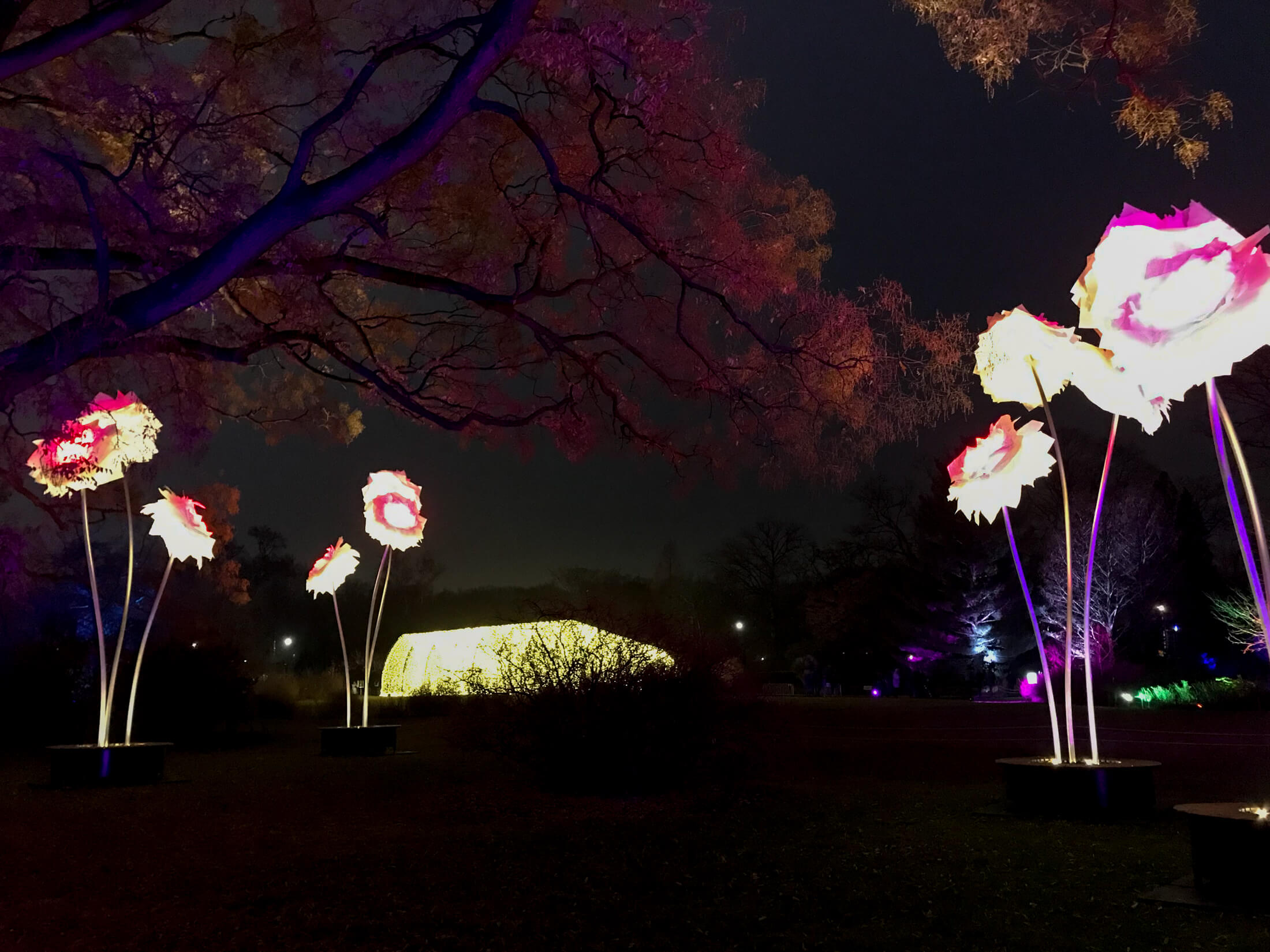 brooklyn botanic garden lightscape