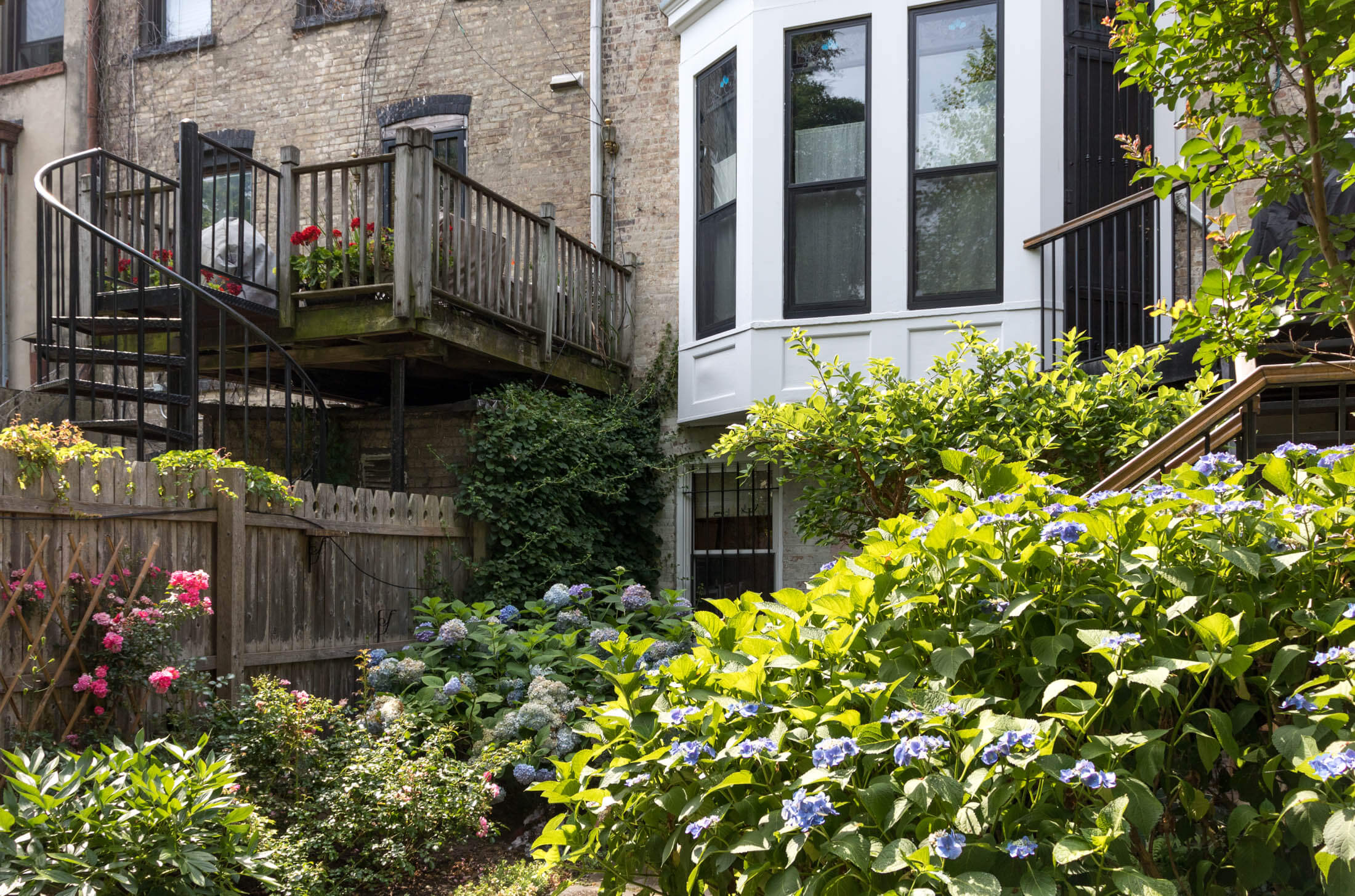 rear garden in bed stuy