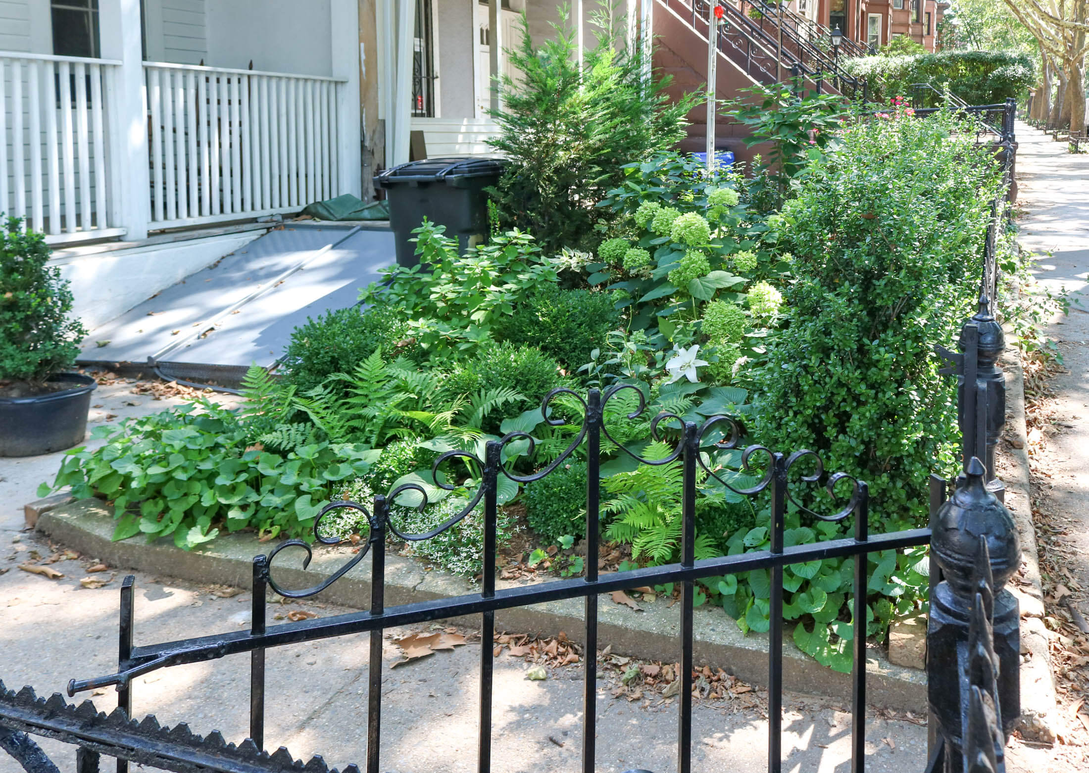 shade garden in Bed Stuy