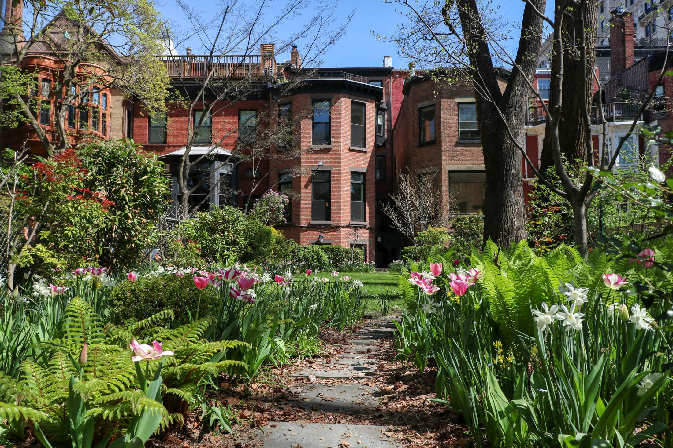 rear garden in Brooklyn Heights