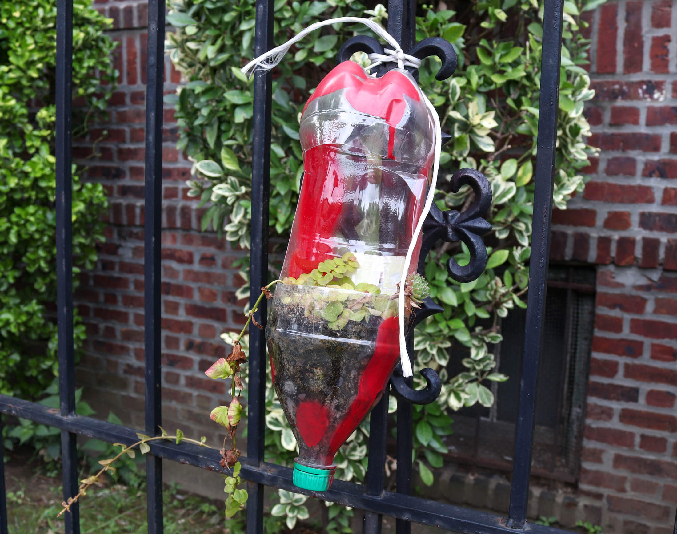 soda bottle terrarium