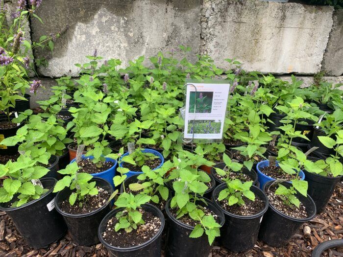 plants