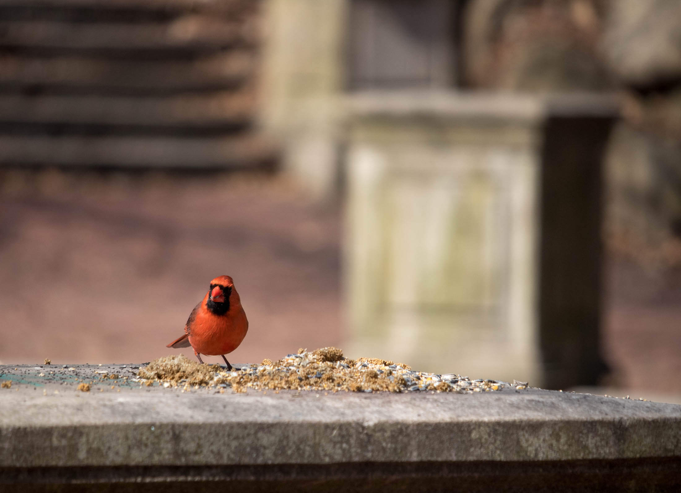 prospect park cardinal