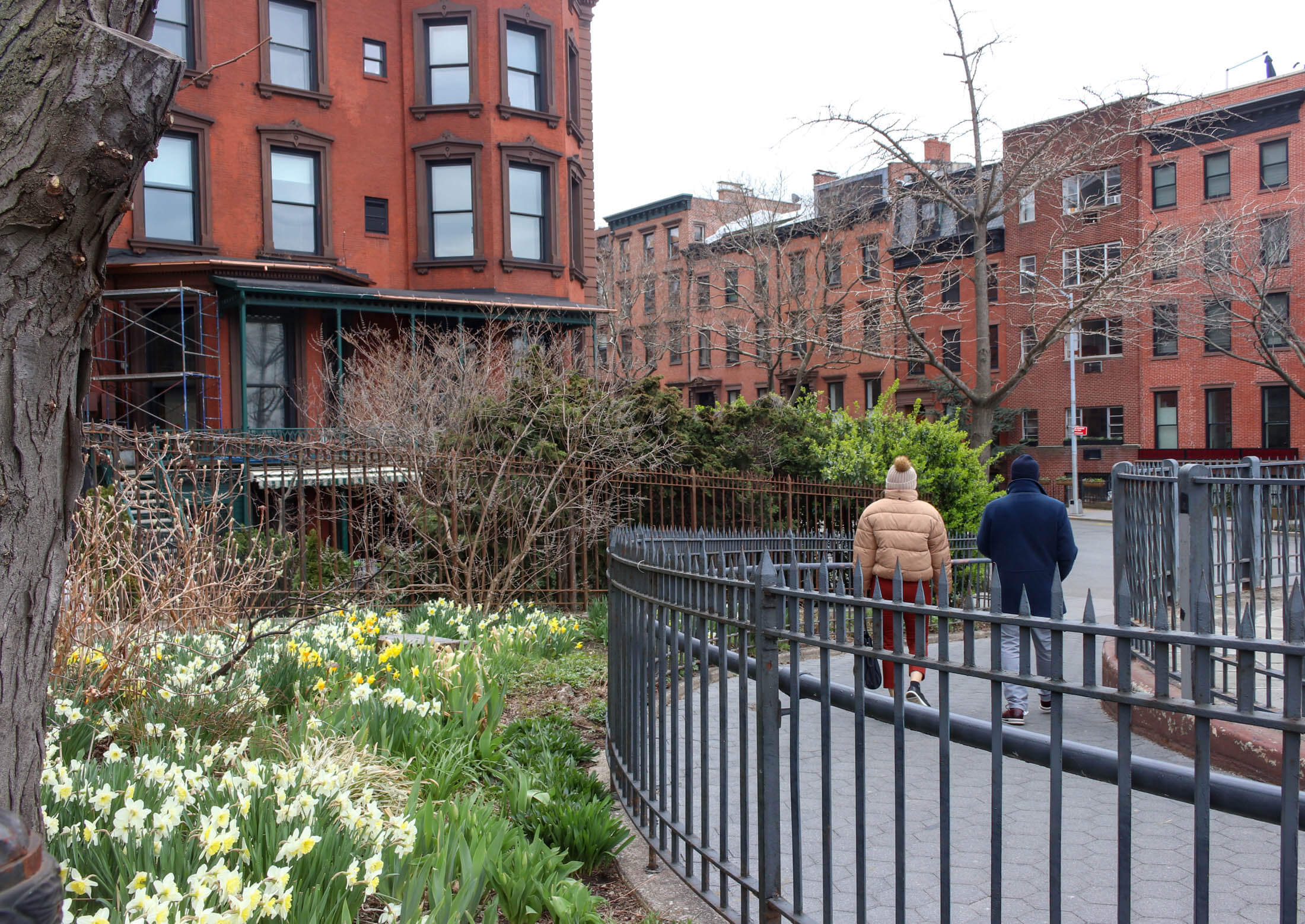 daffodils on the promenade