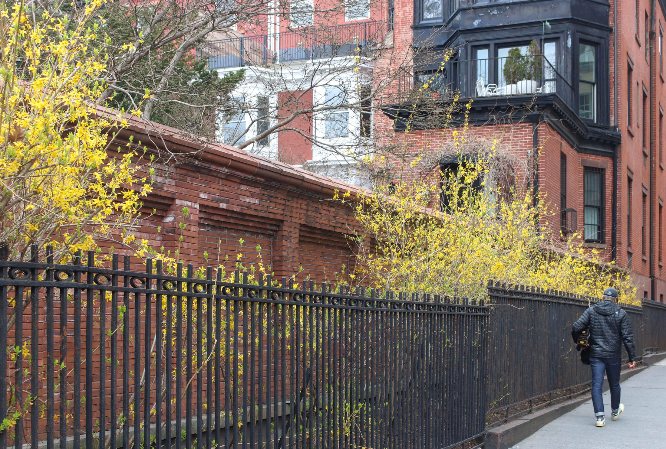 brooklyn heights forsythia in bloom