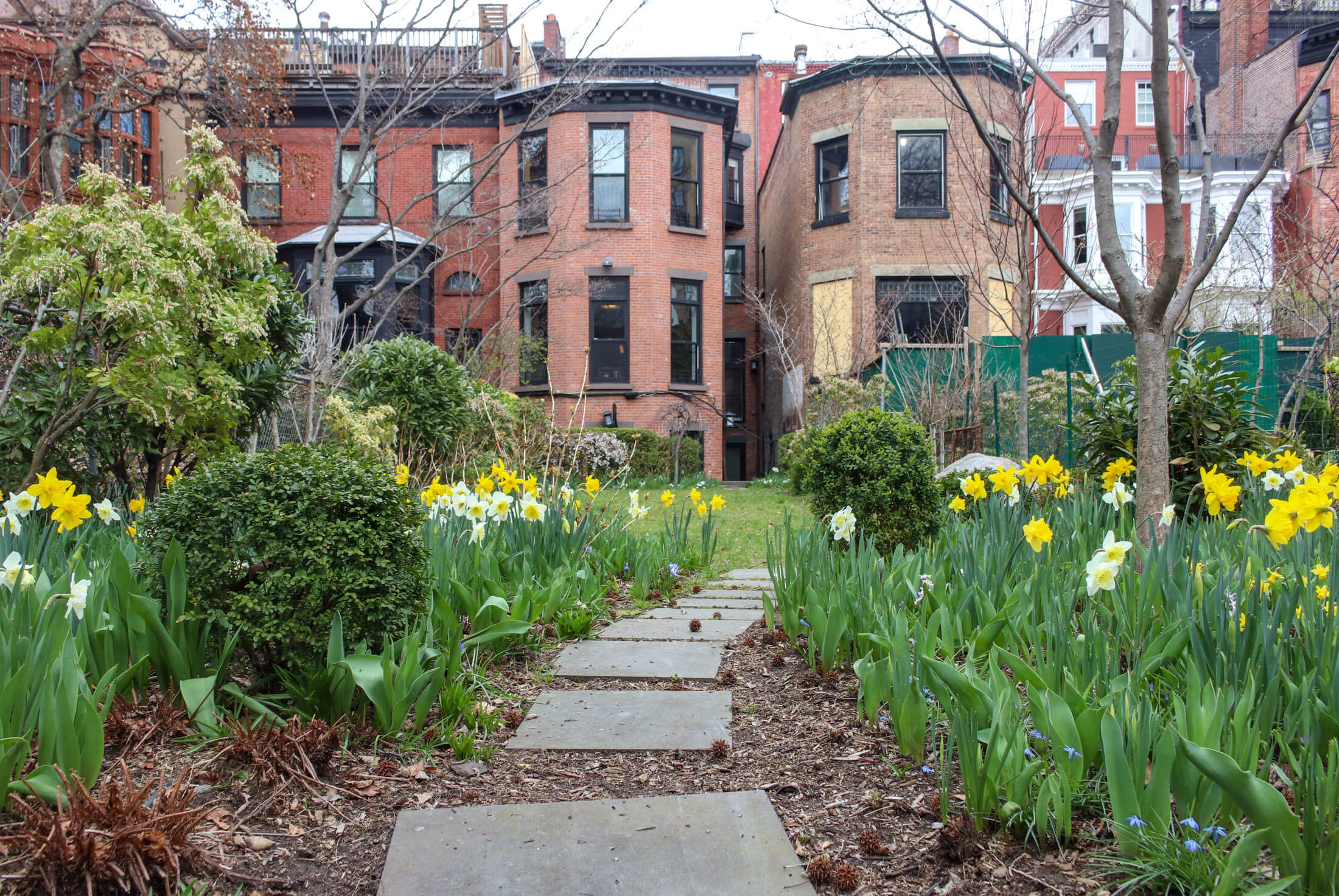 daffodils in brooklyn heights