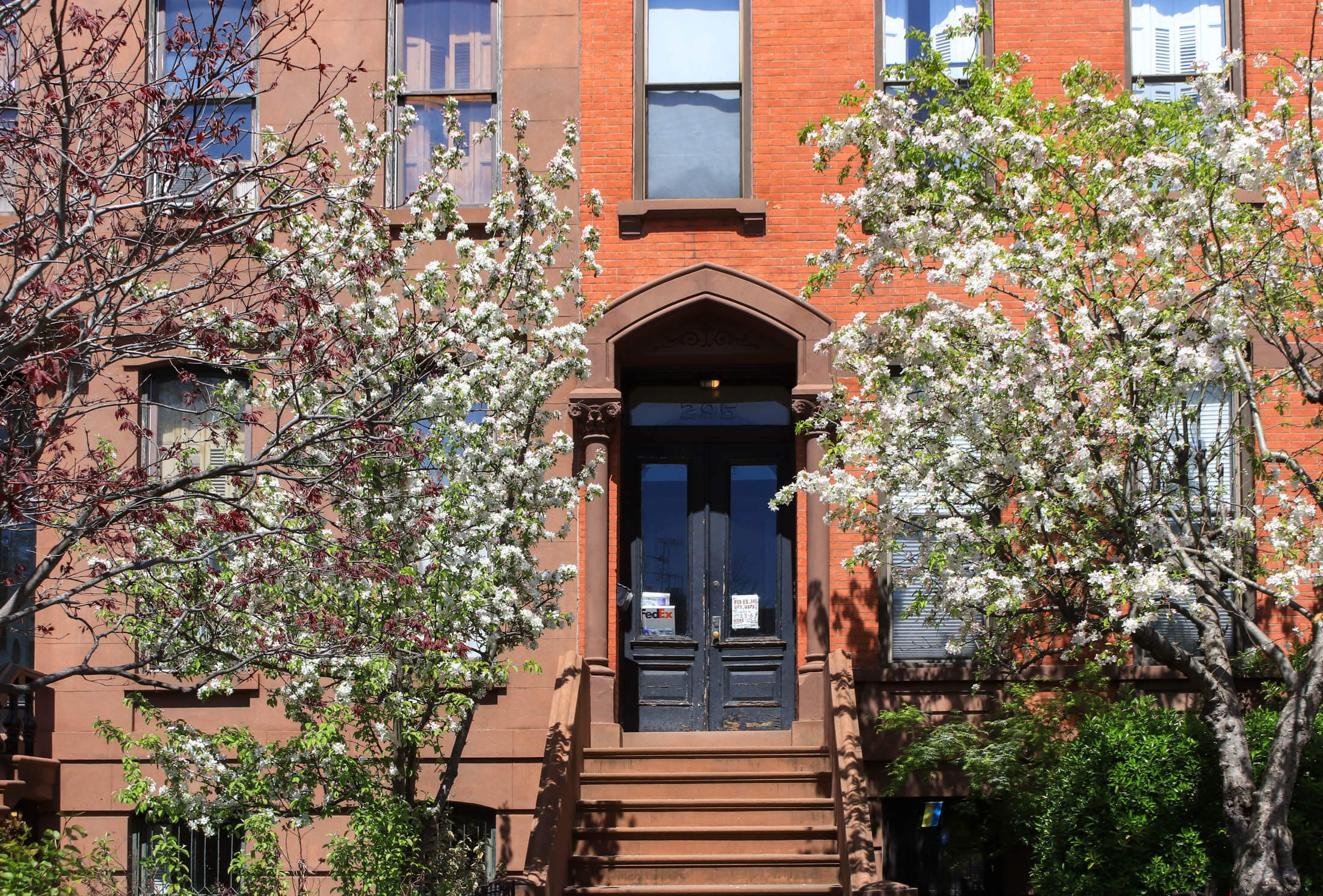 blooming trees