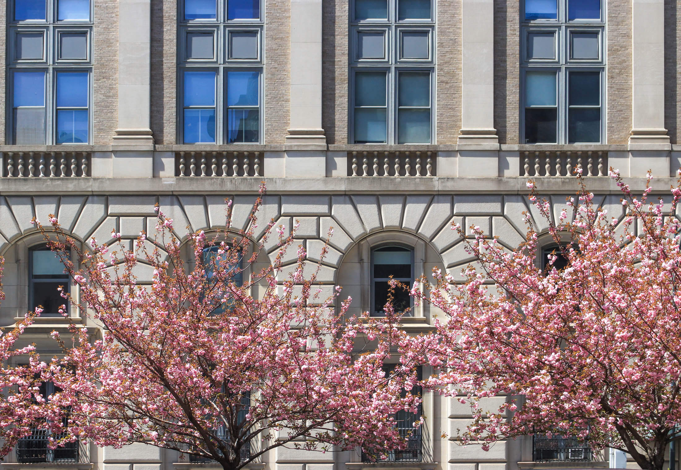 blooming trees