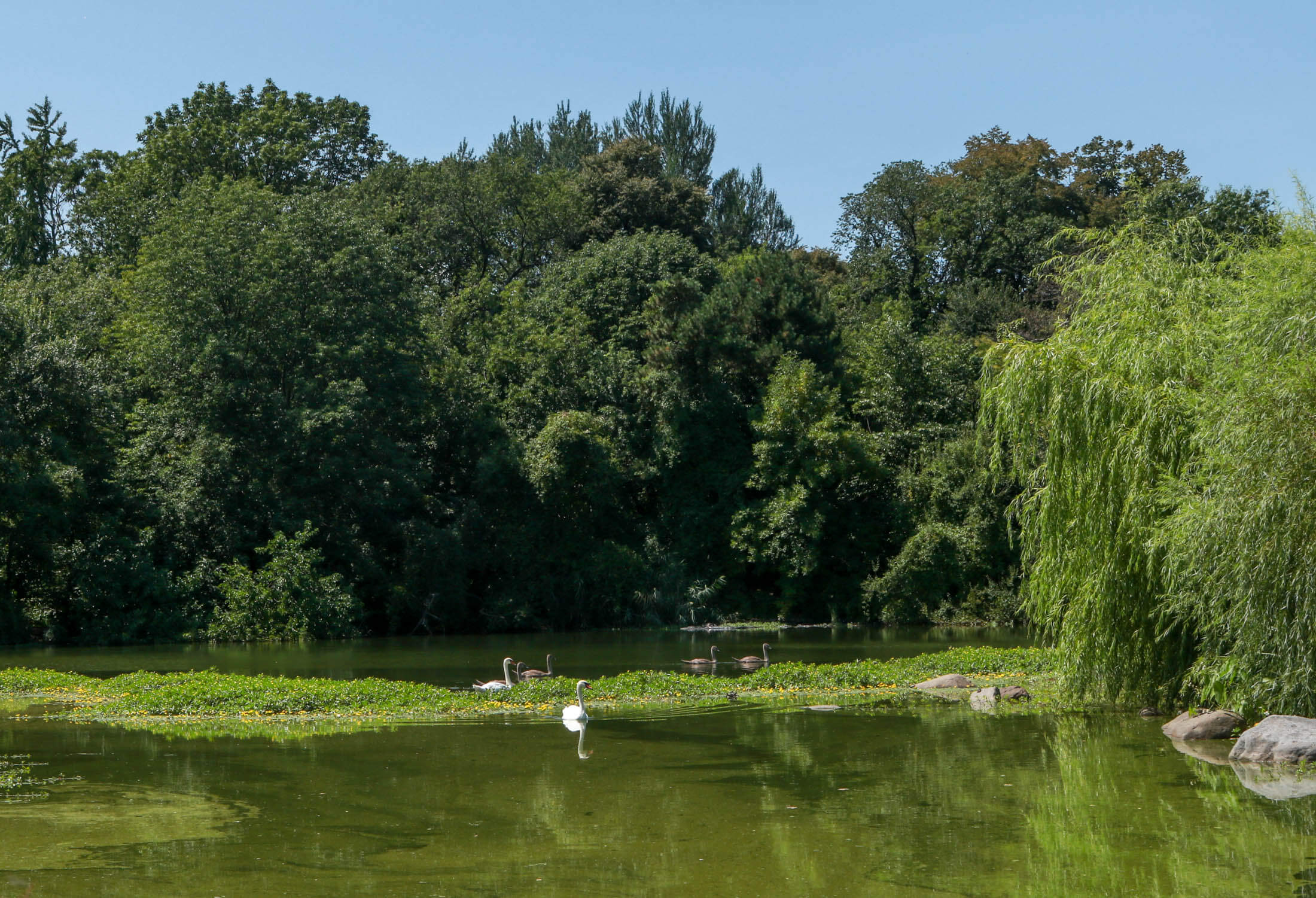 lake at prospect park