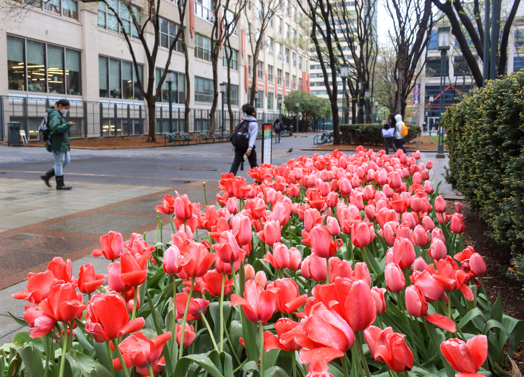 tulips in downtown brooklyn