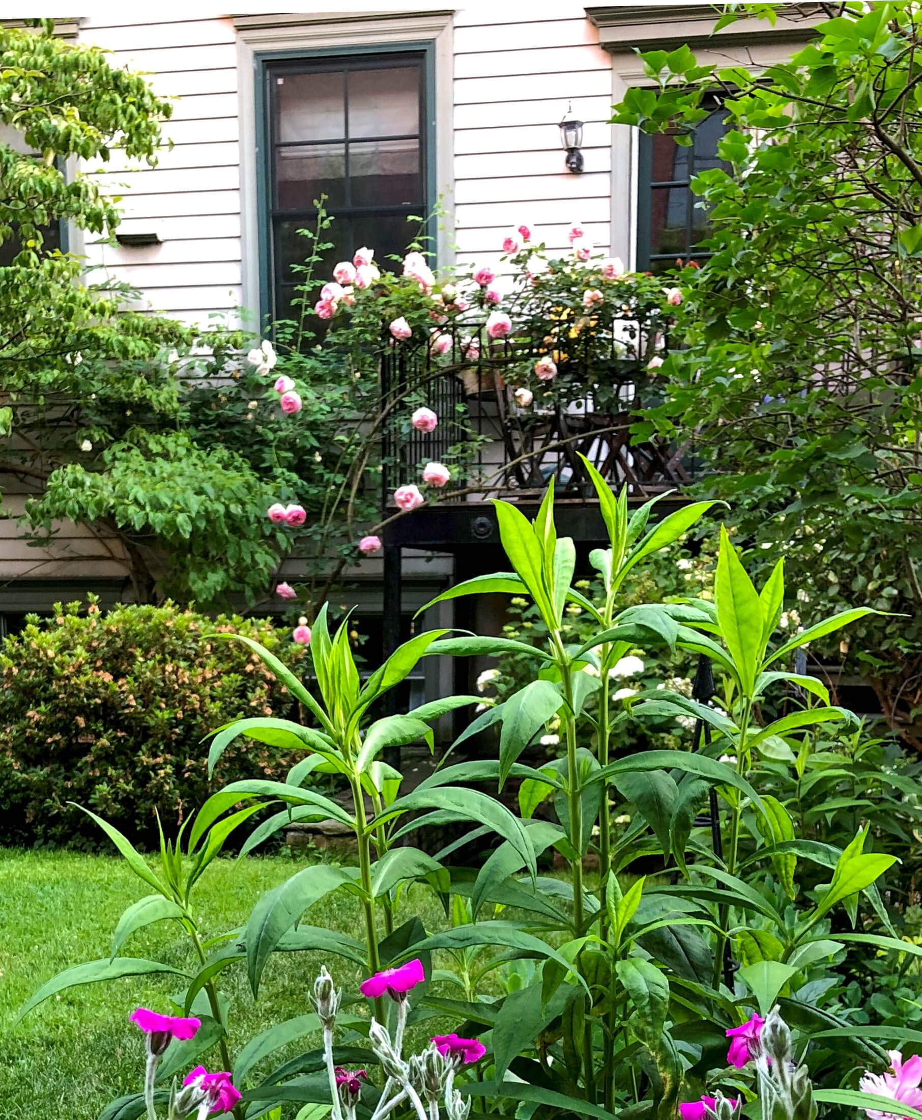 garden view