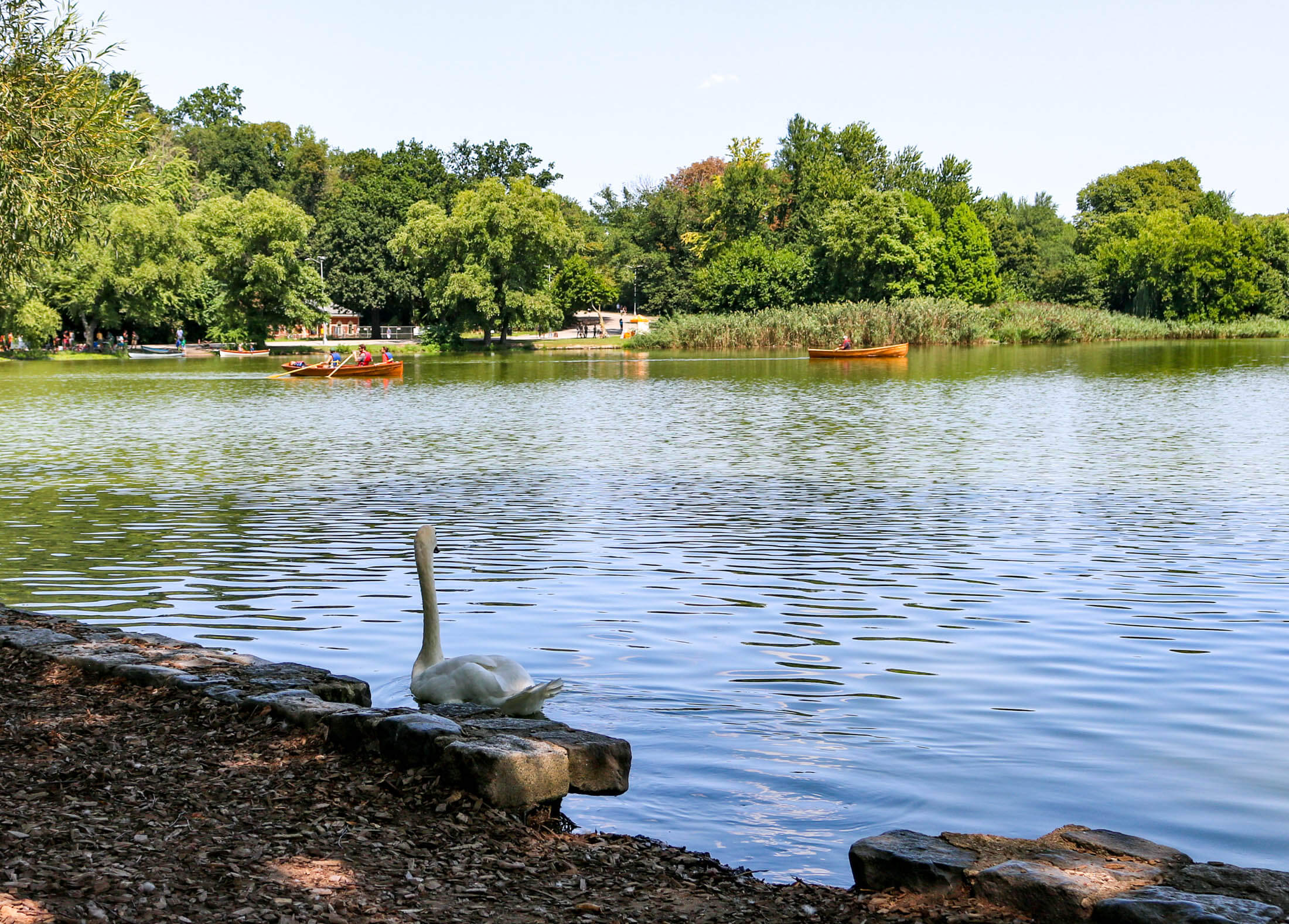 swan at the lake