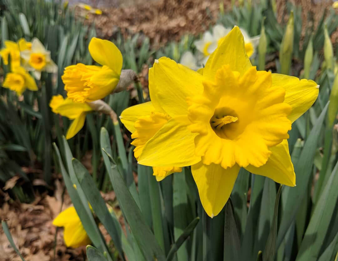 daffodils