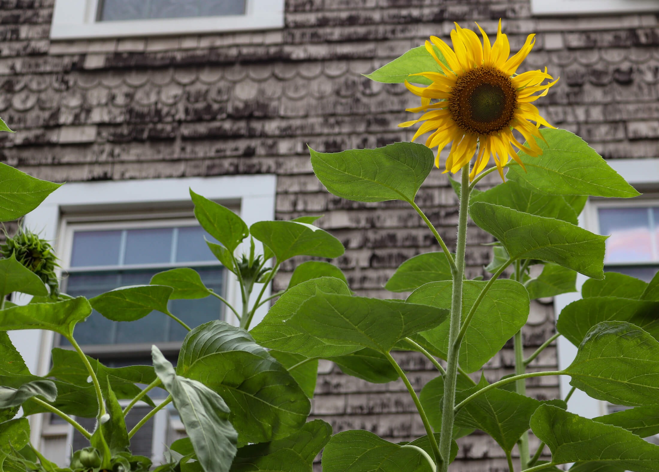 sunflowers on duffield street in bridge plaza, downtown brooklyn