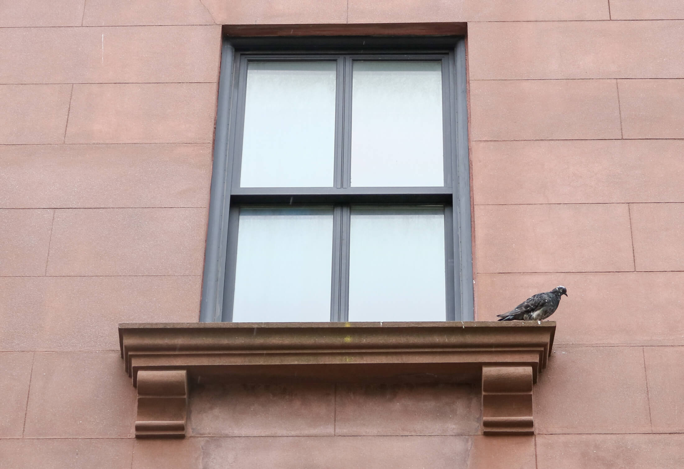 pigeon on windowsill