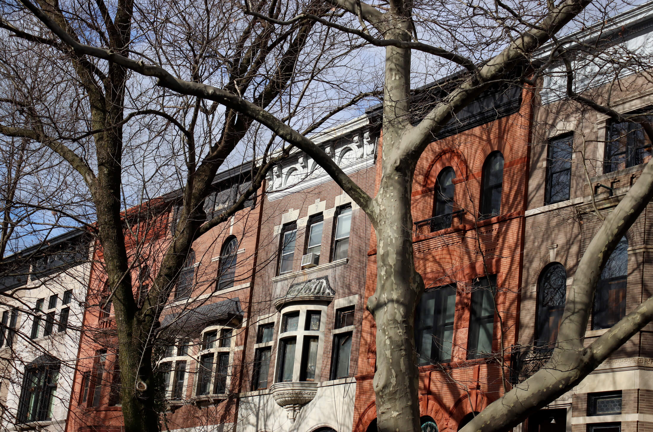 winter trees and row houses