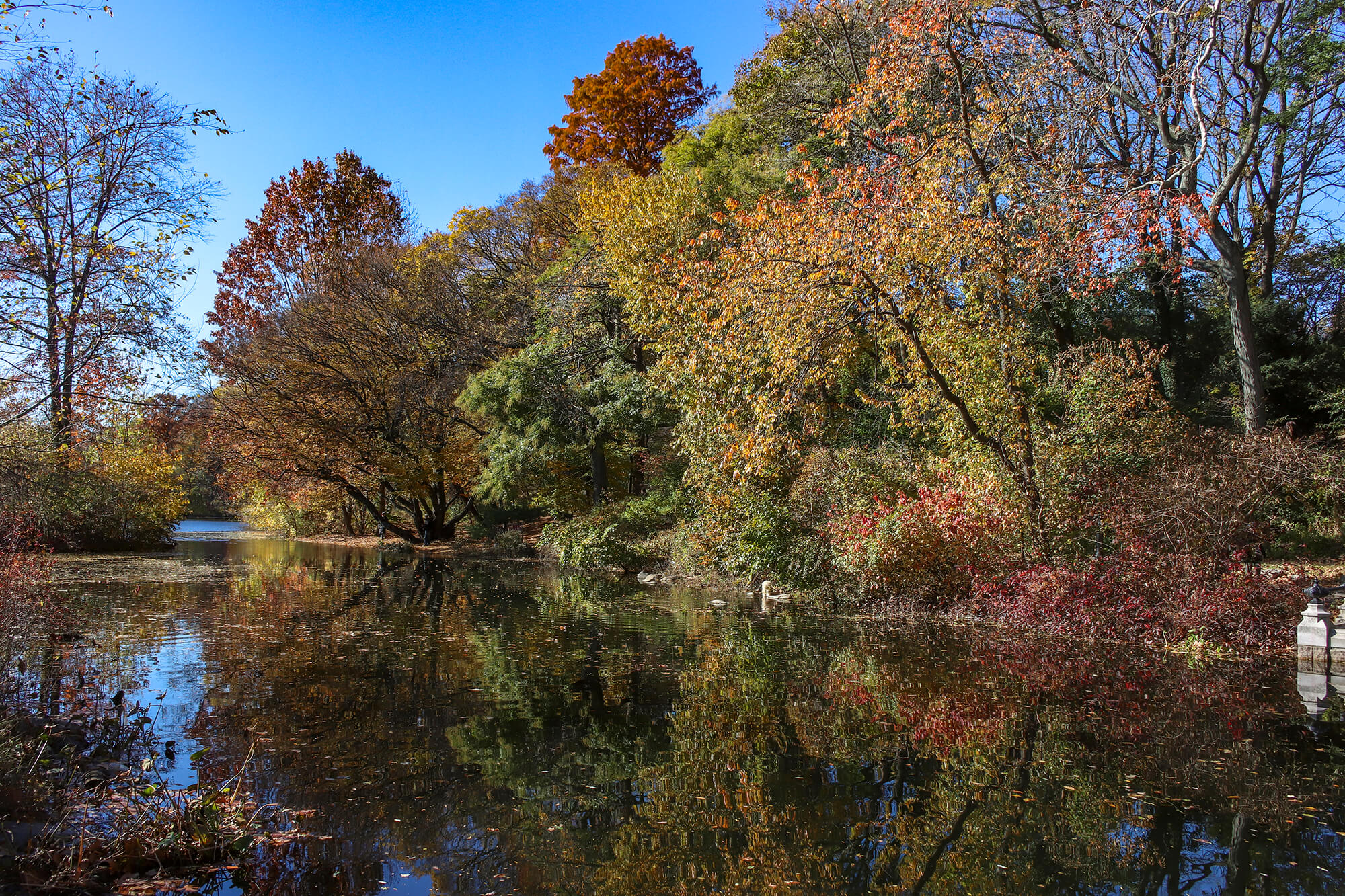 prospect park in the fall