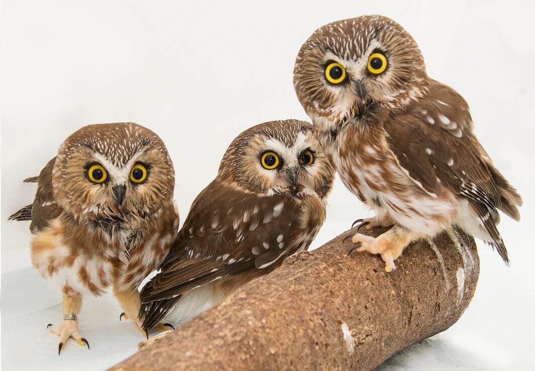 3 Saw-Whet owls