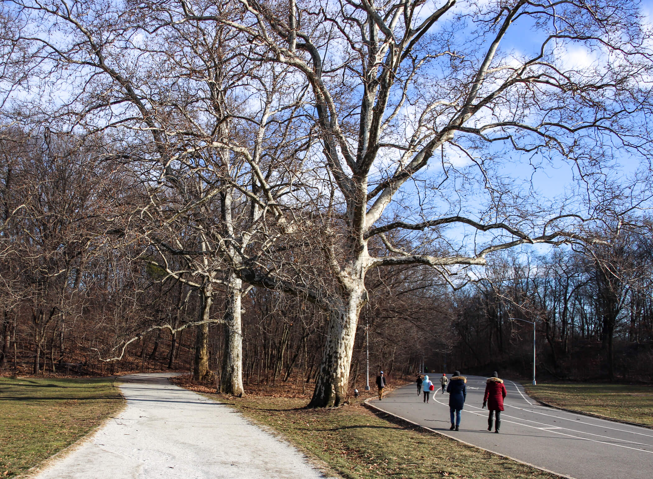 people walking in prospect park in winter
