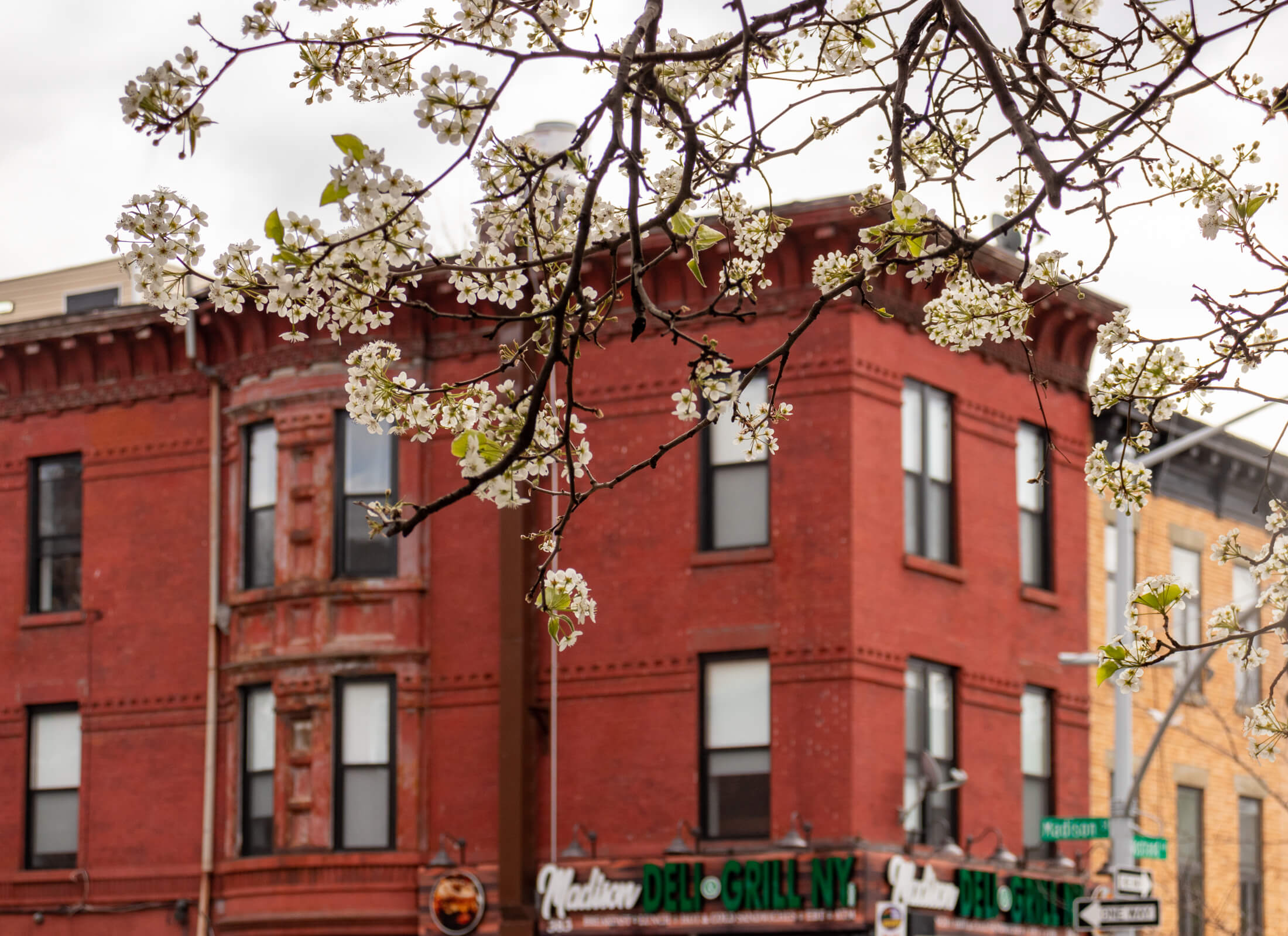 spring blooms in bed stuy