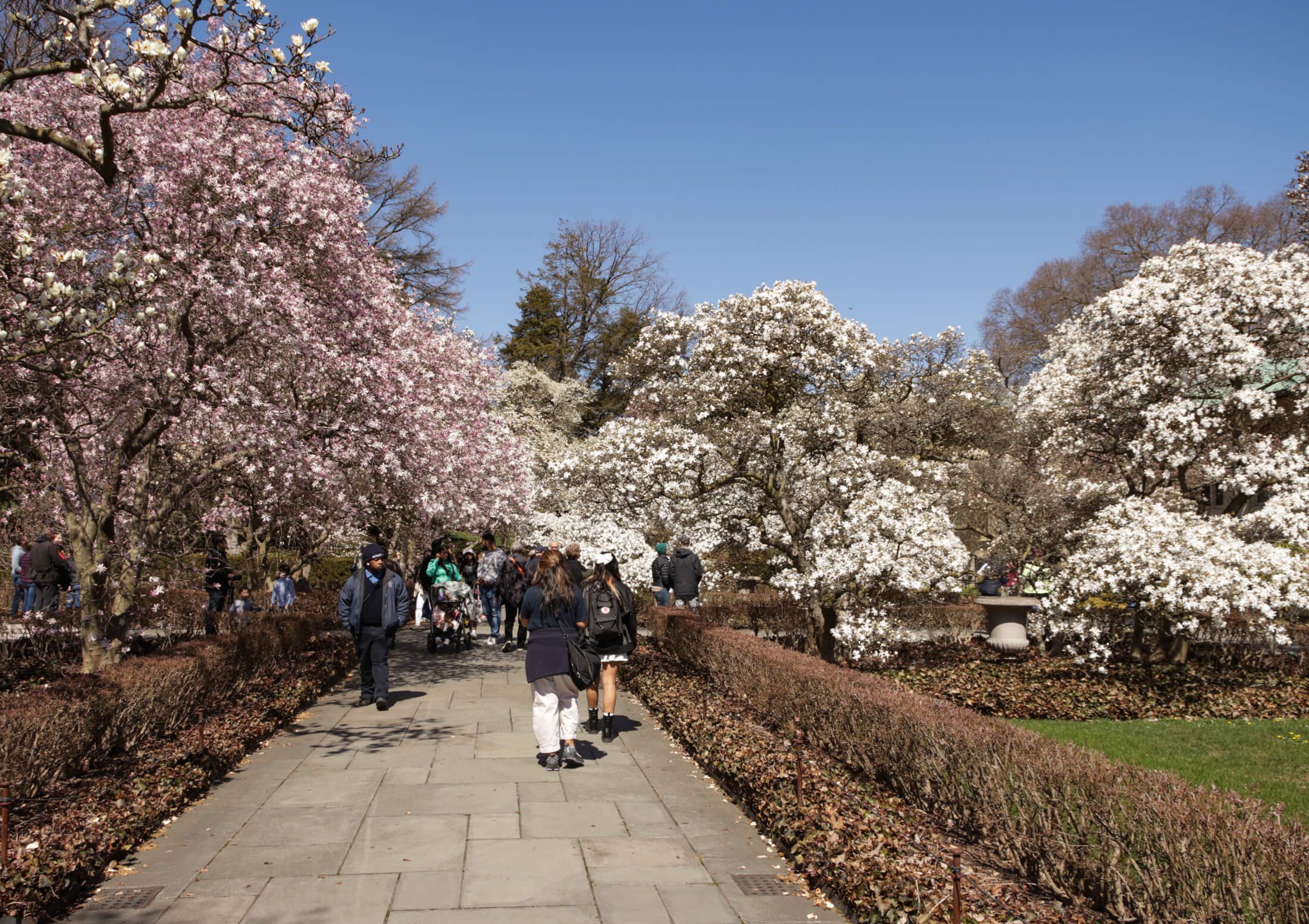 magnolia trees in bloom