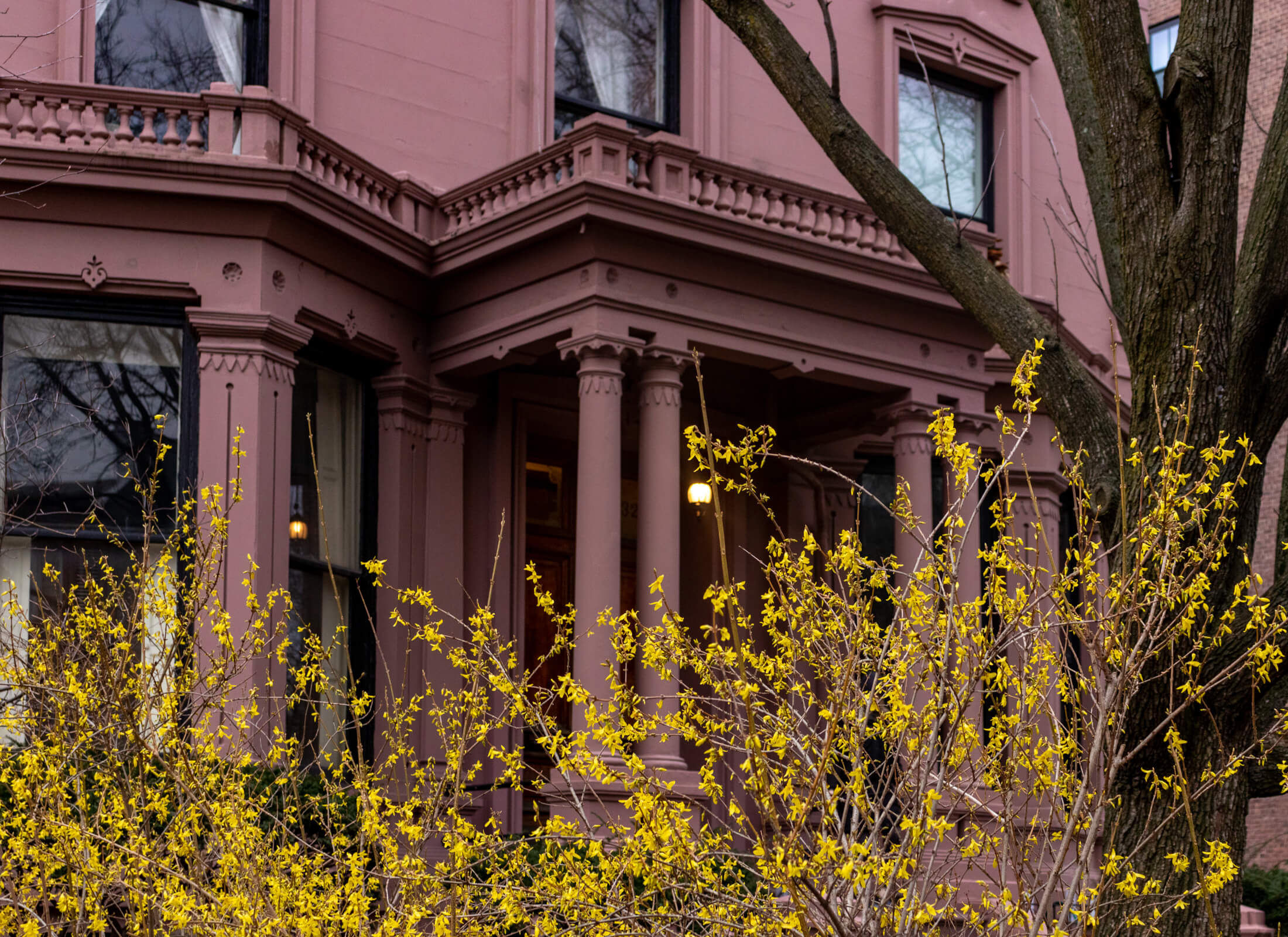 forsythia blooming on clinton avenue