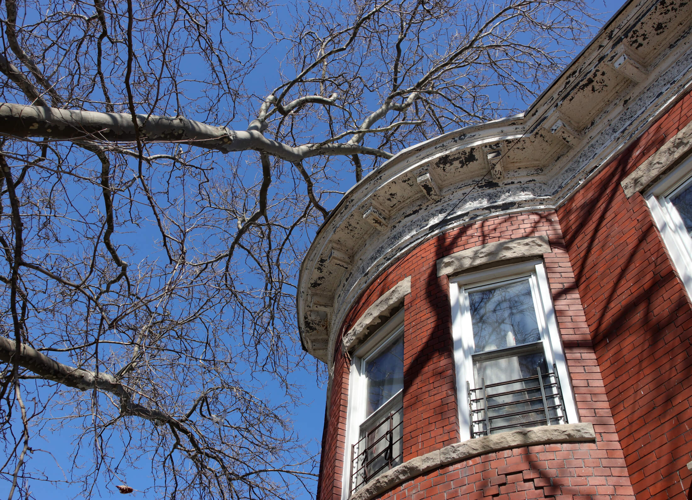 east new york - bare tree and row house