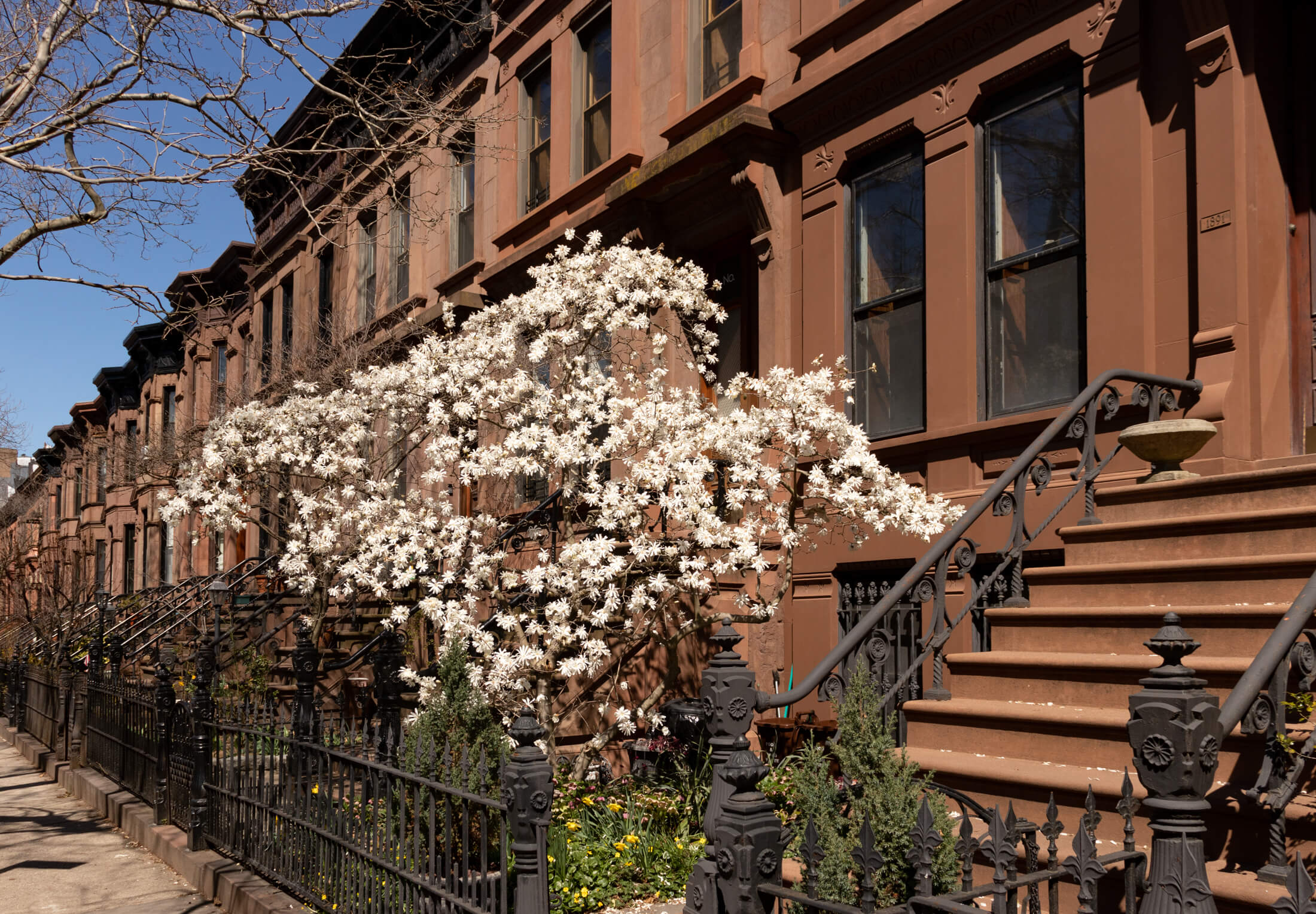 a magnolia blooming in front of a brownstone
