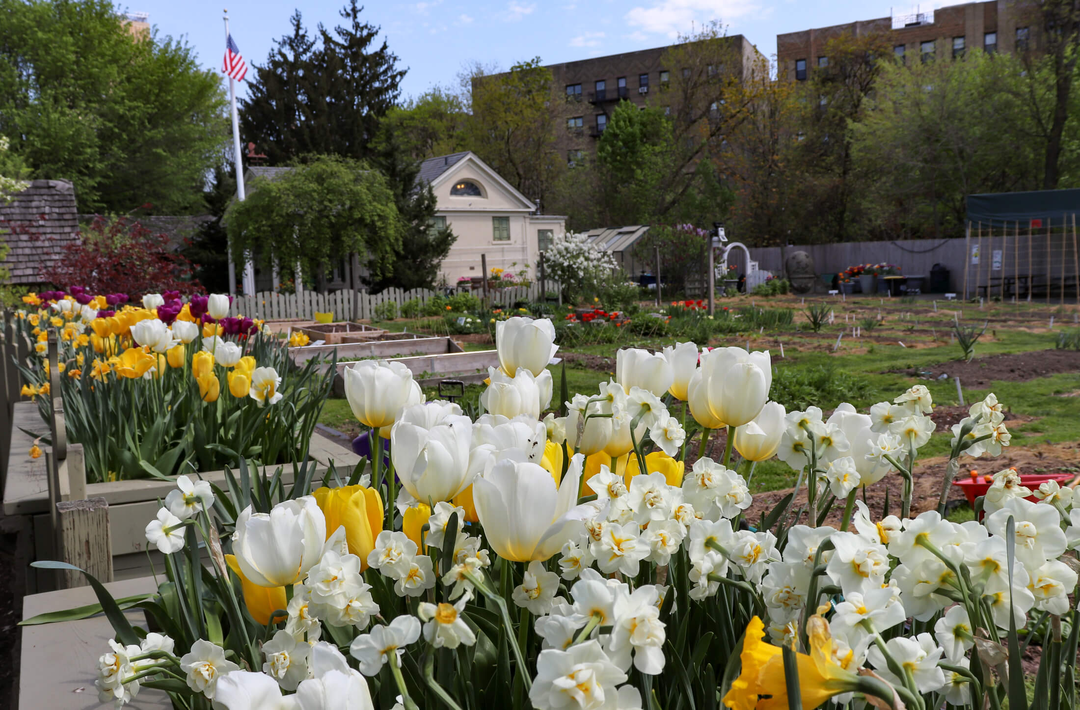 tulips and daffodils