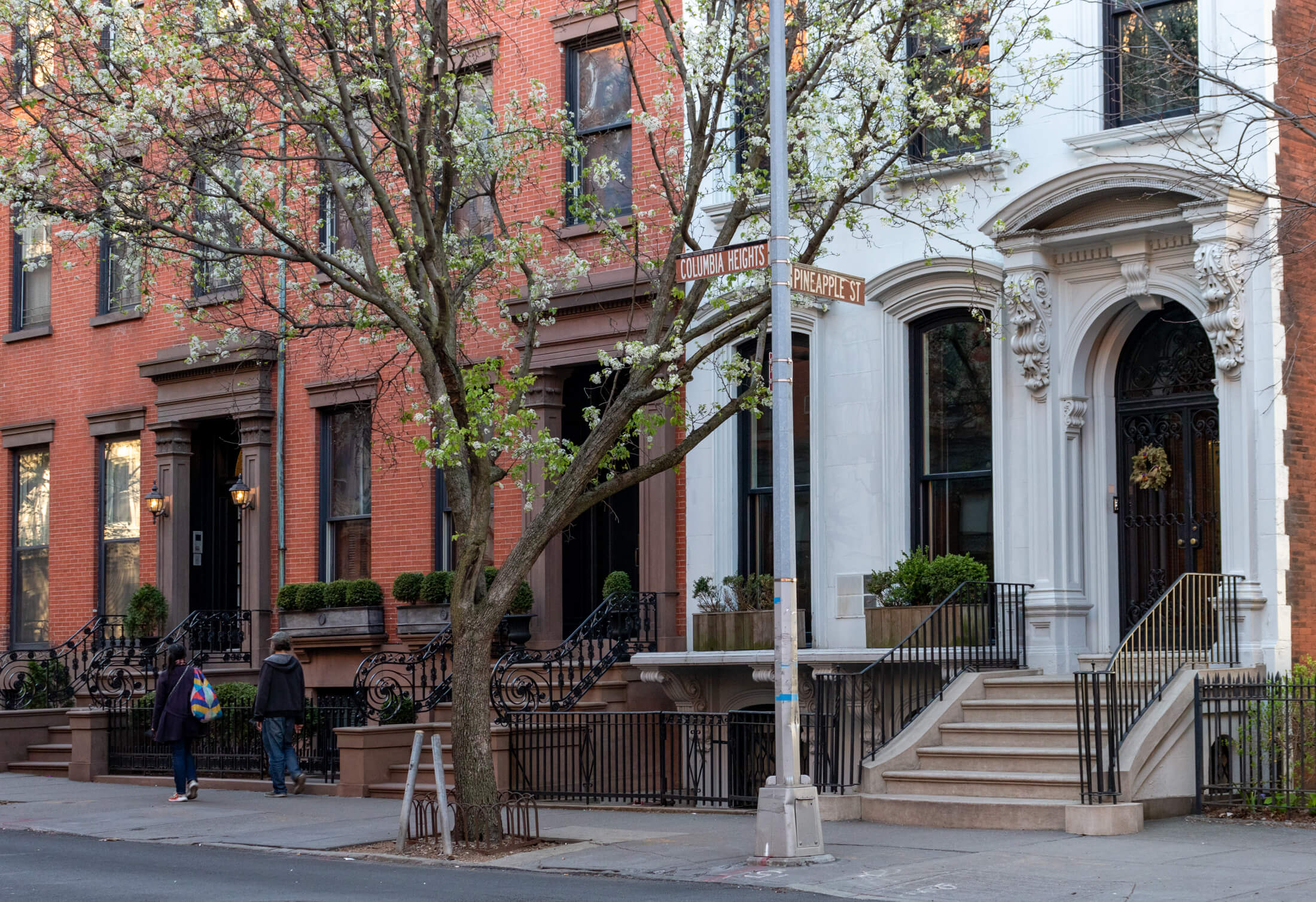 people walking past a flowering tree in brooklyn heights