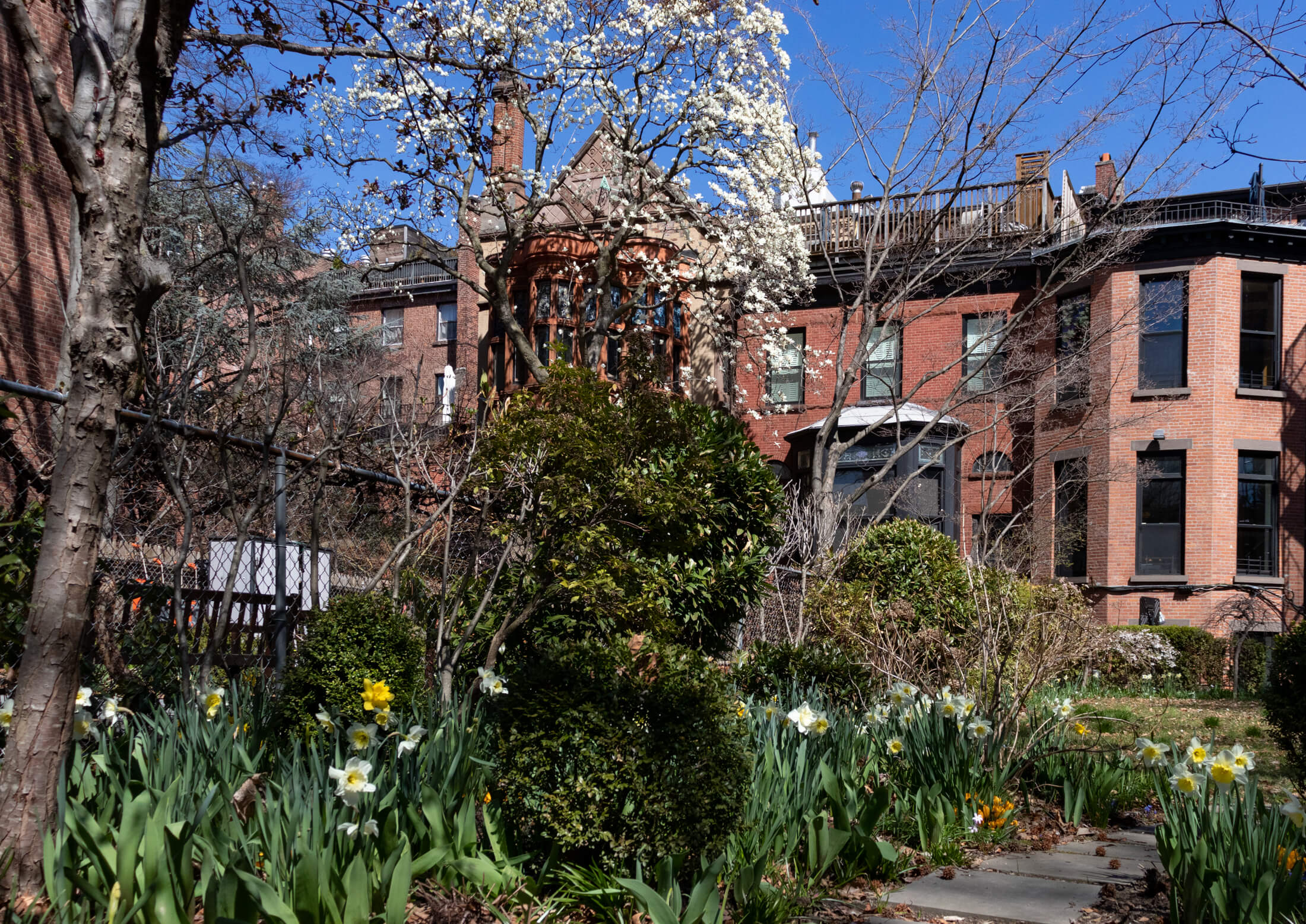 daffodils on Grace Court