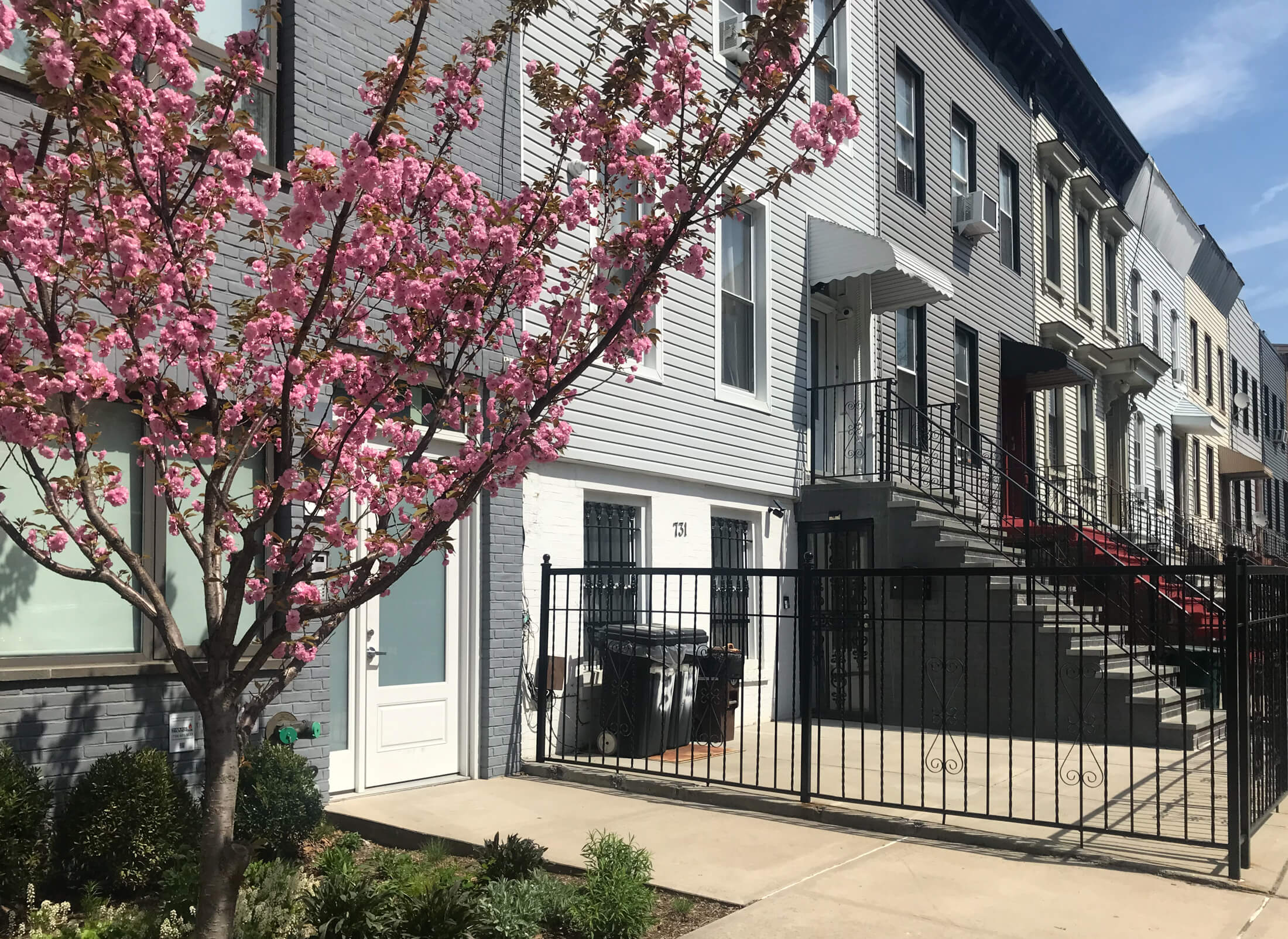 tree blooming in ocean hill