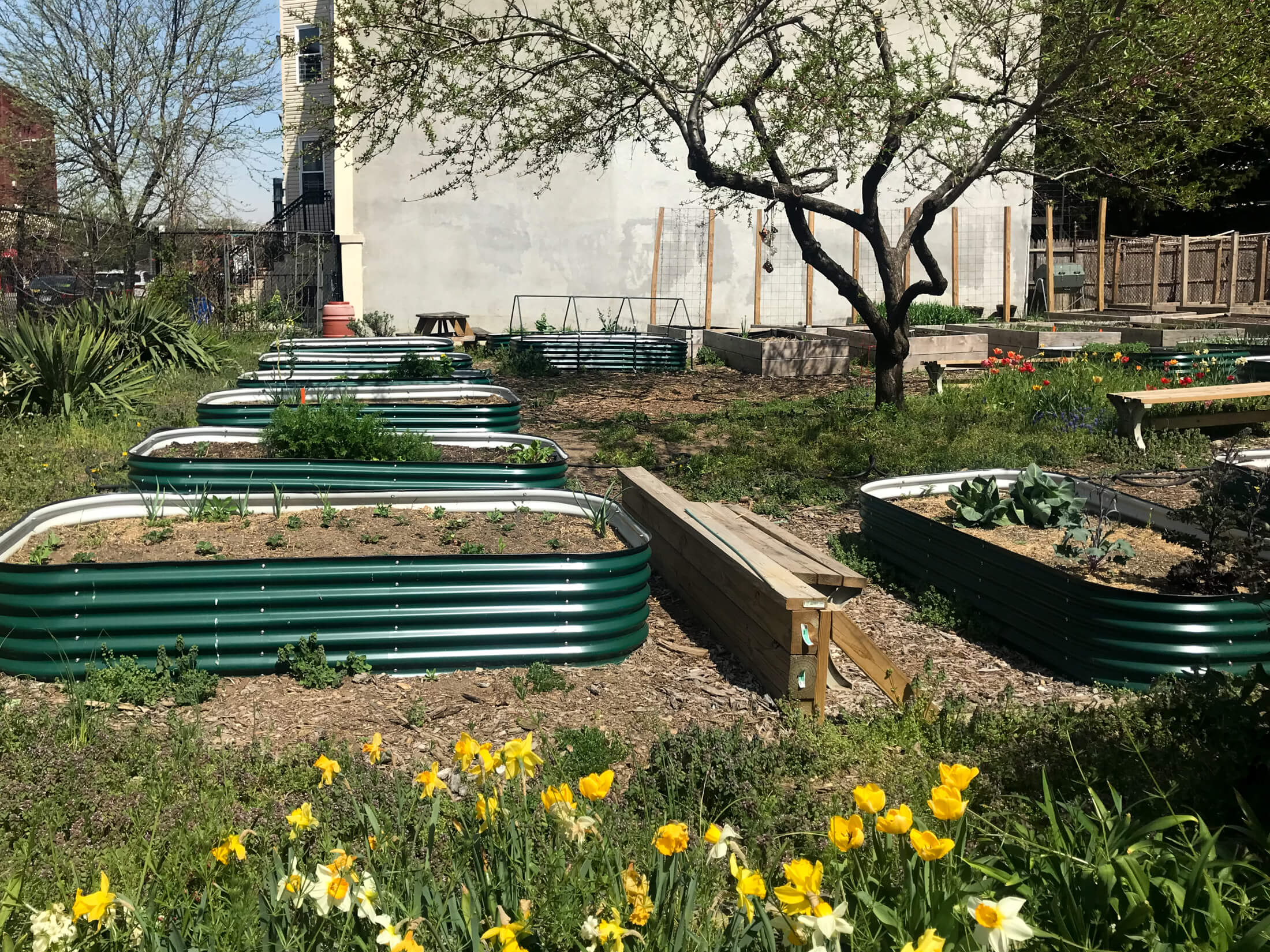 community garden with raised beds in ocean hill