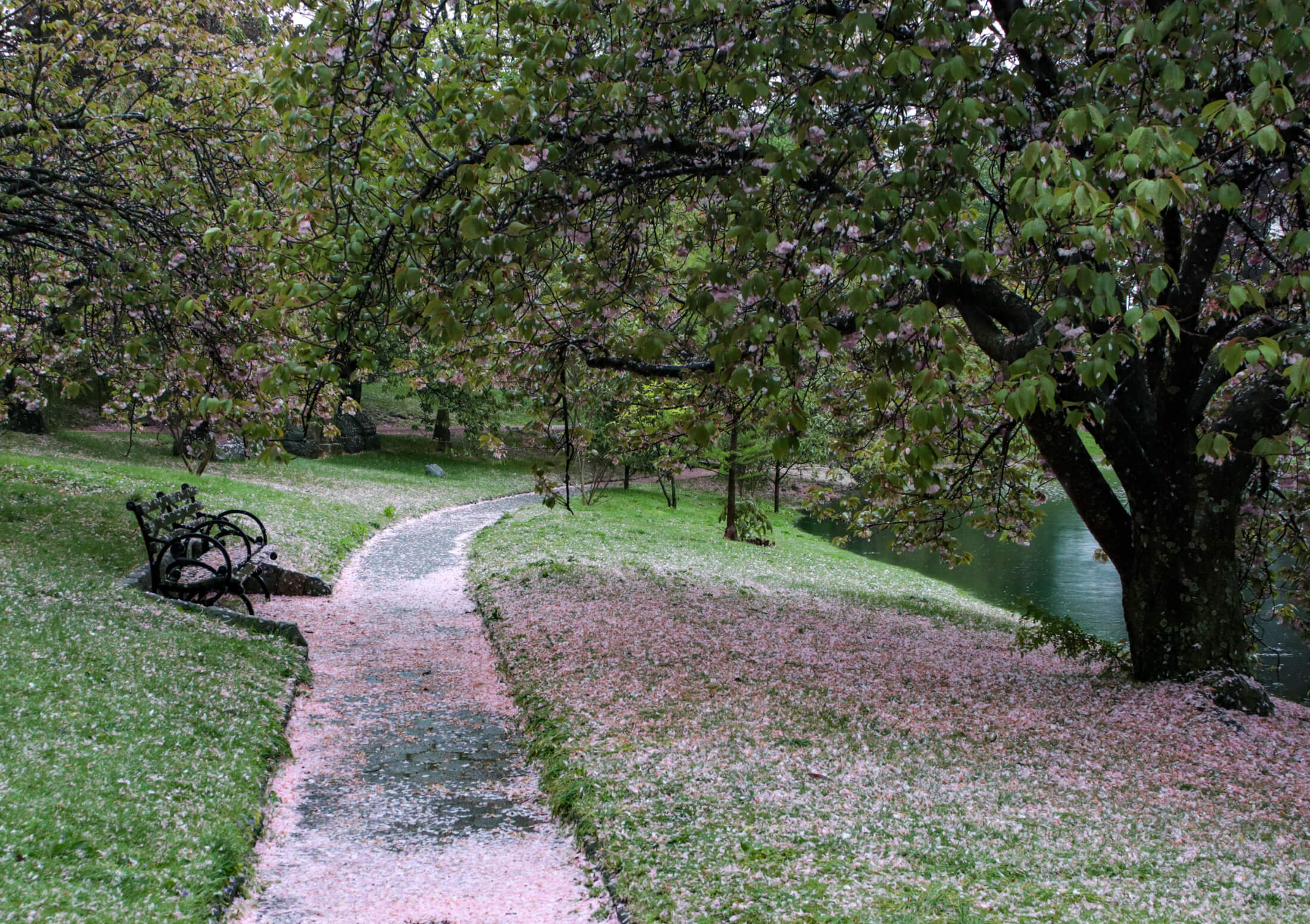 cherry blossoms on the ground