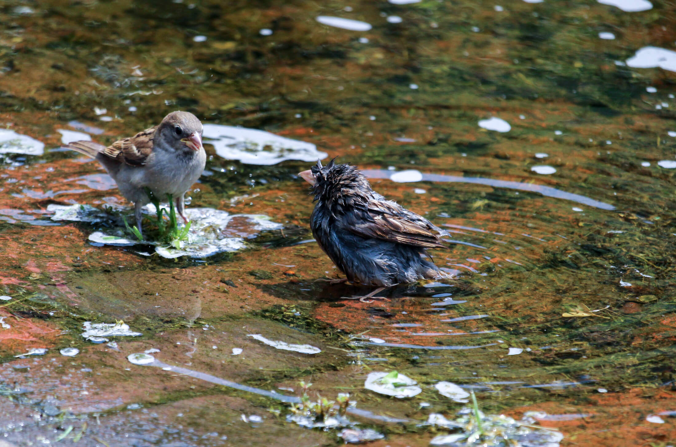 two birds using a puddle to cool off