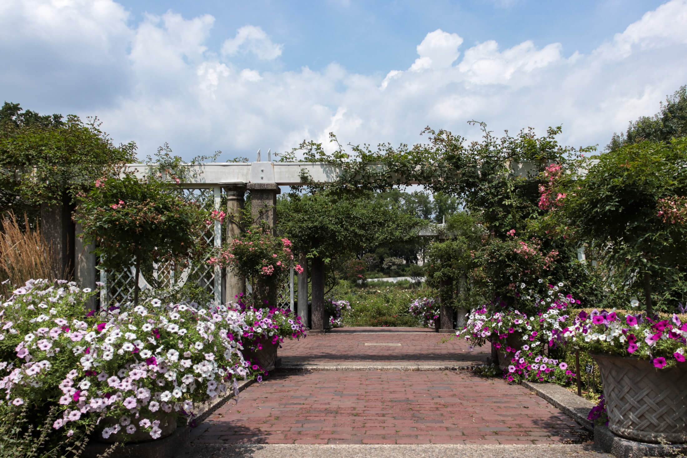 planters of petunias blooming in the rose garden