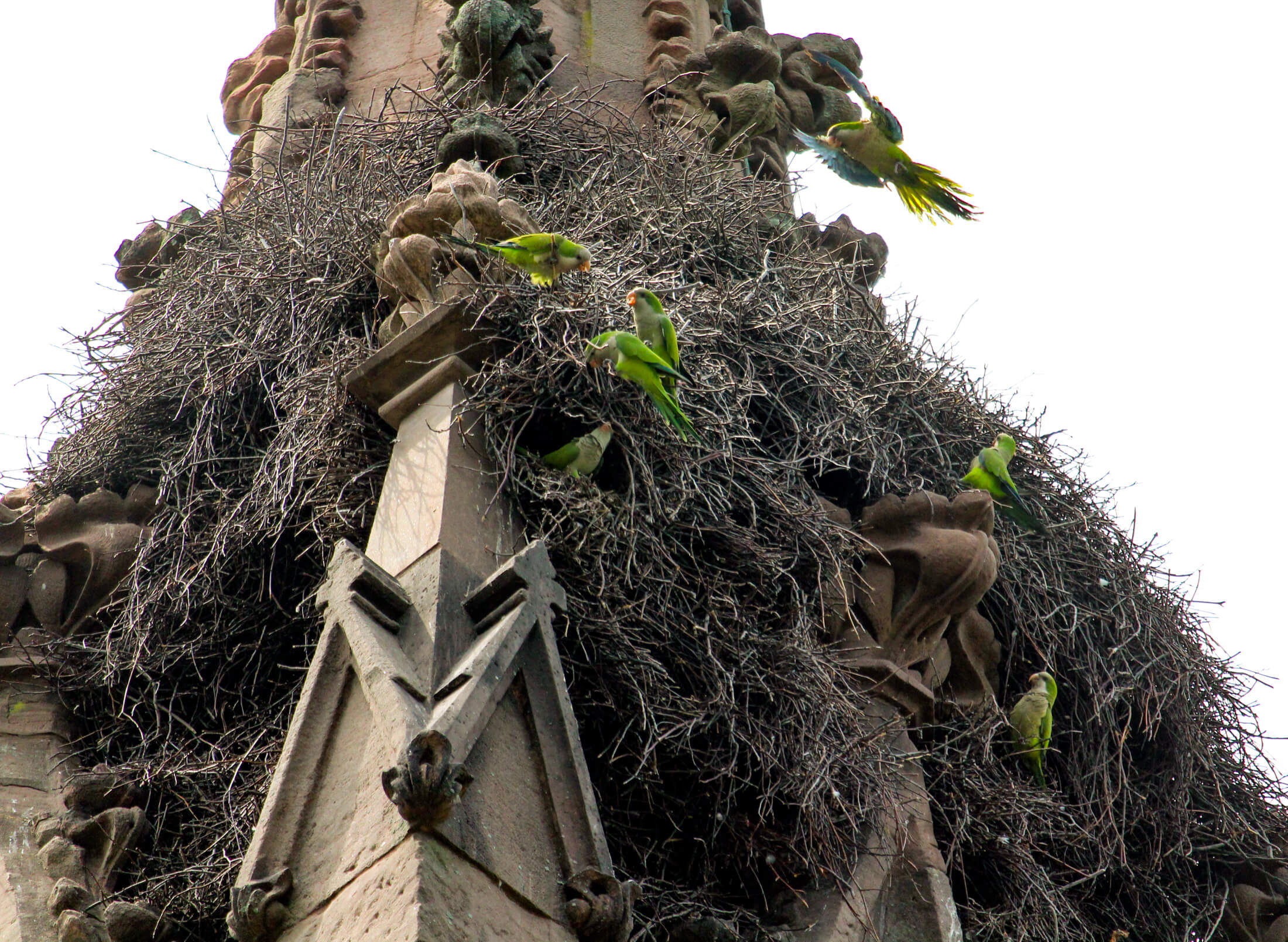 parrots nesting at green-wood cemetery
