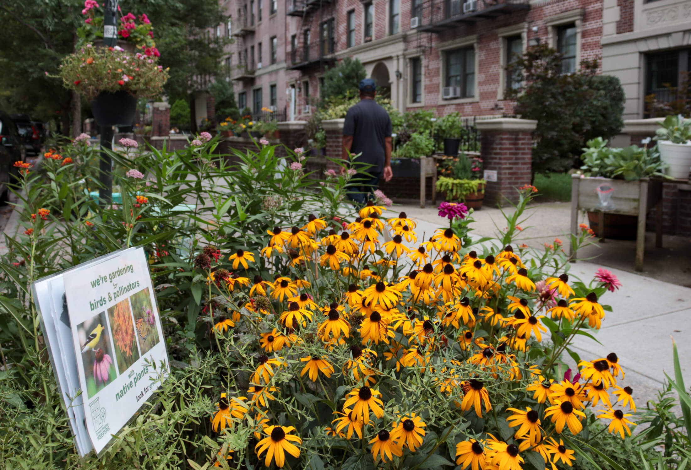 flowers growing in front of apartment buildings on eastern parkway