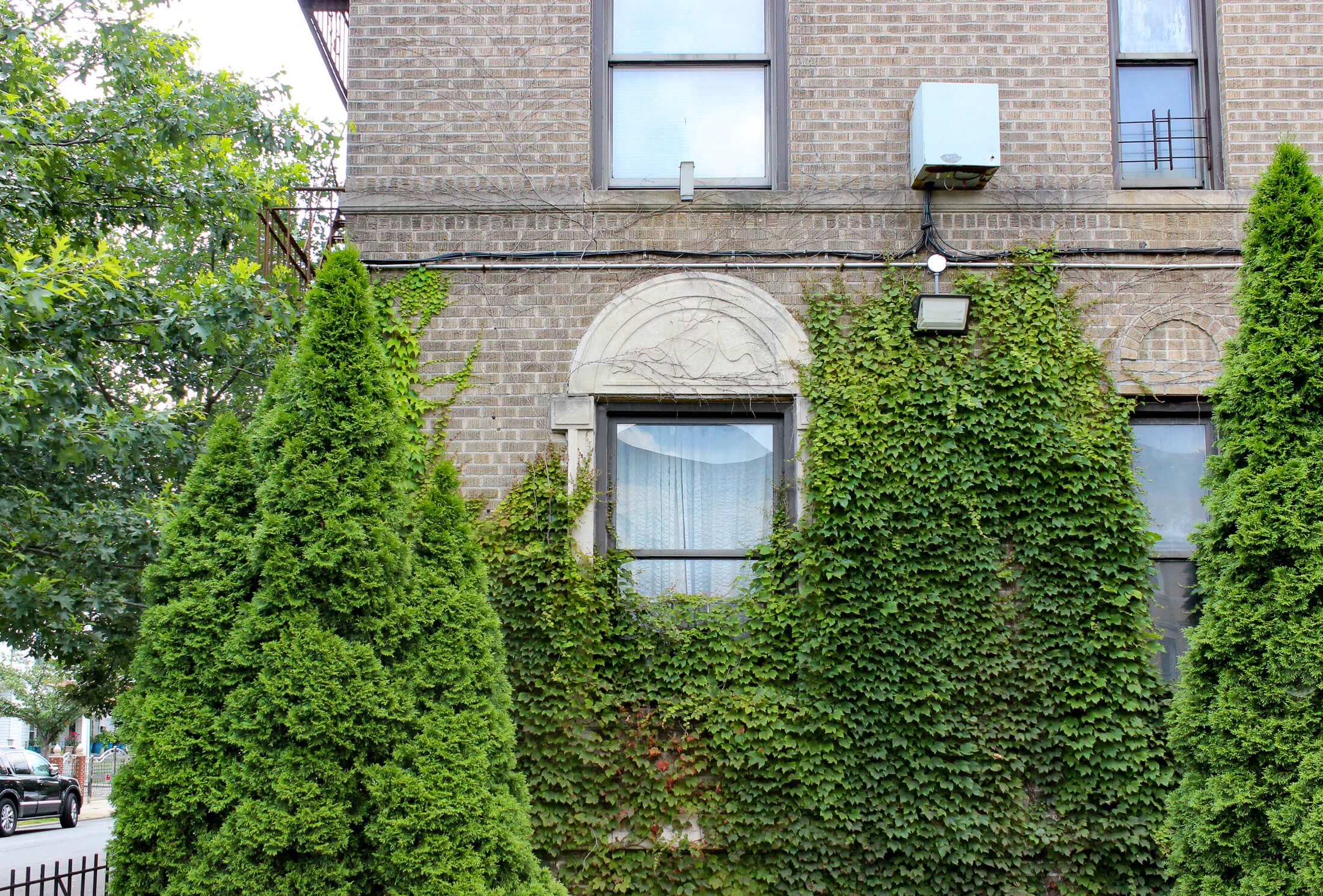 brooklyn -vines growing up a brick building