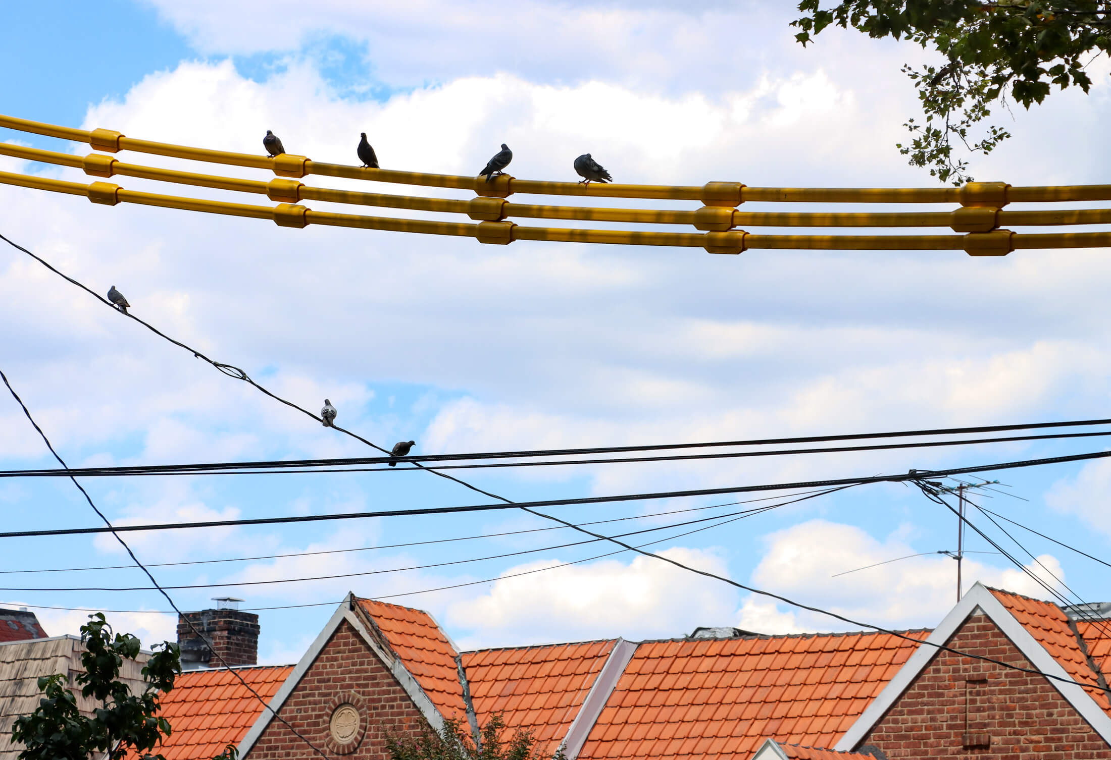birds sitting on utility wires above an orange tile roof