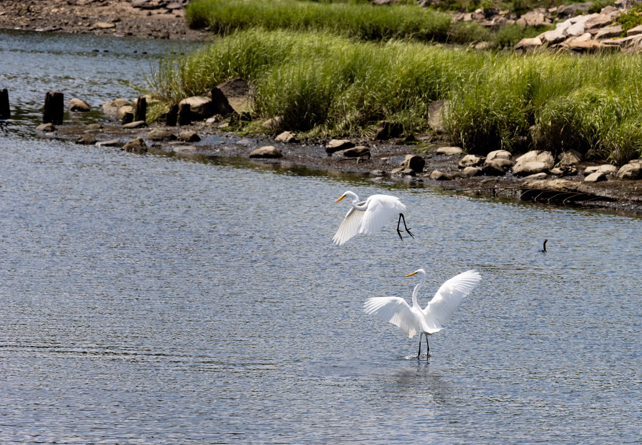 two egrets in the water near the marine park salt marsh nature center