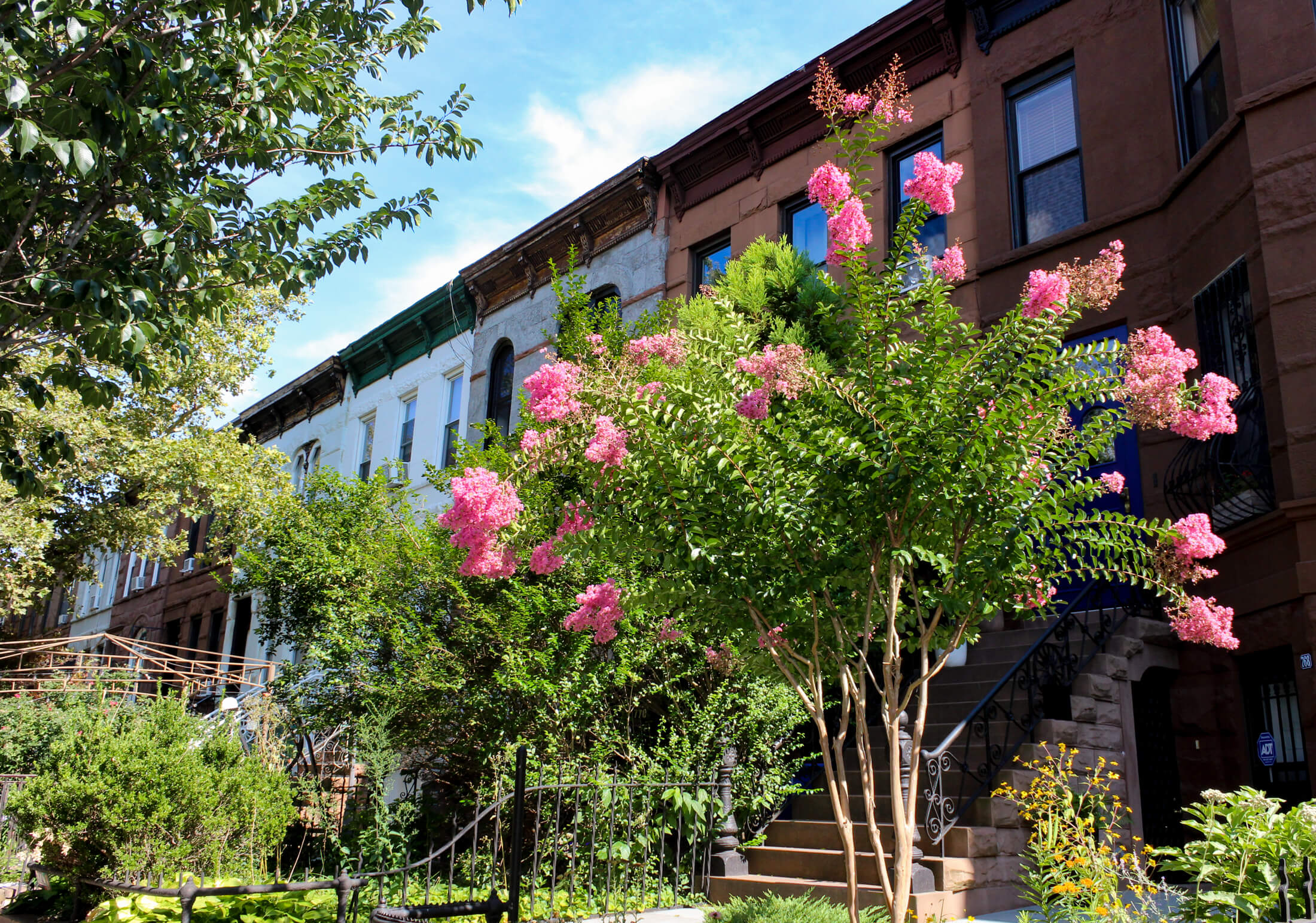 brooklyn - row houses with flowers in front yard
